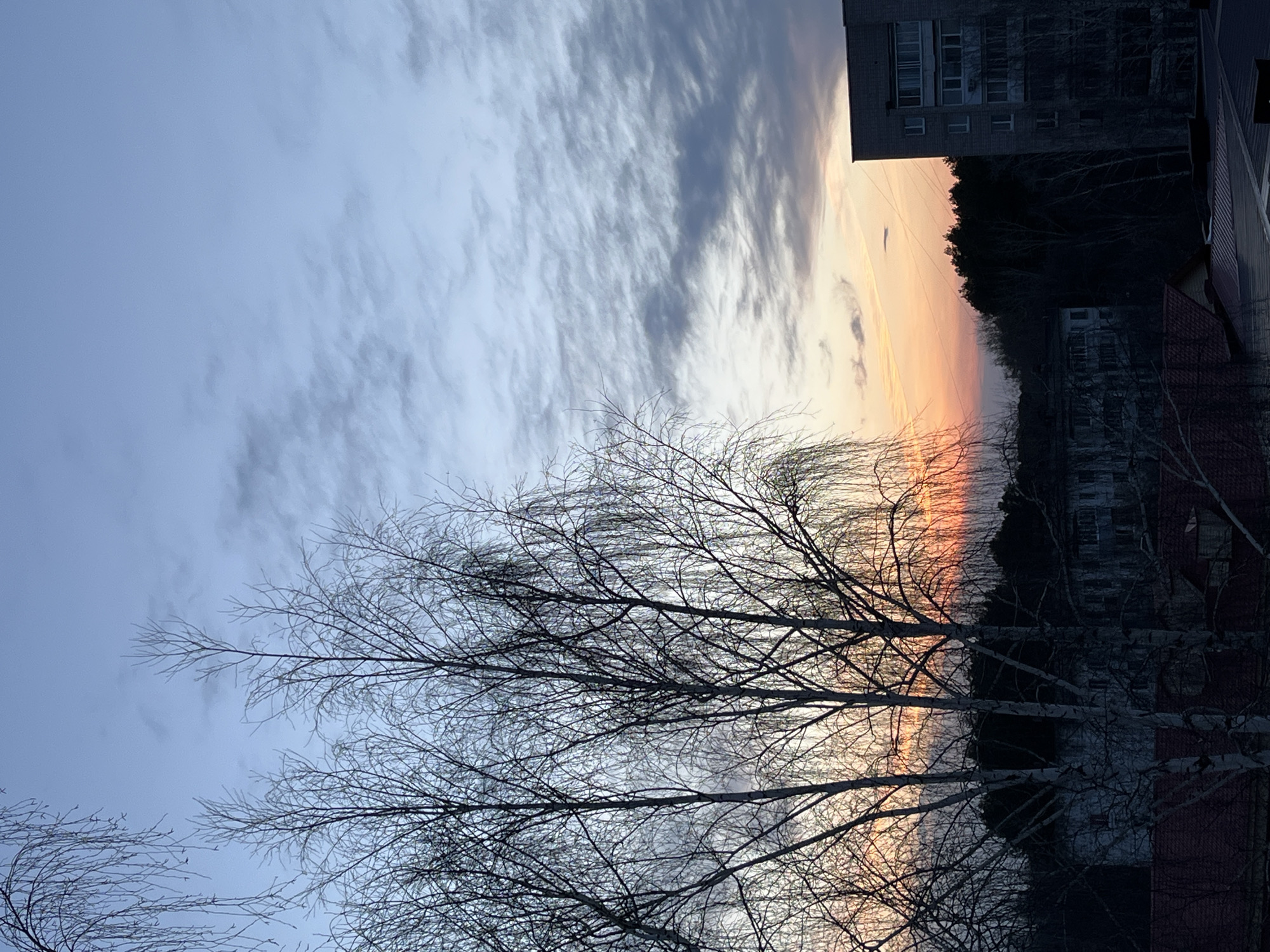 The image presents a twilight or sunrise scene in the city of Chaikovsky, Russia. The lower portion of the frame is dominated by bare tree branches silhouetted against the sky. The sky transitions from a pale blue on the left to orange and yellow hues on the right, suggestive of a sunset or sunrise. A block apartment building is visible in the upper right corner along with other buildings and a dark line of trees. The image is rotated 90 degrees counterclockwise.