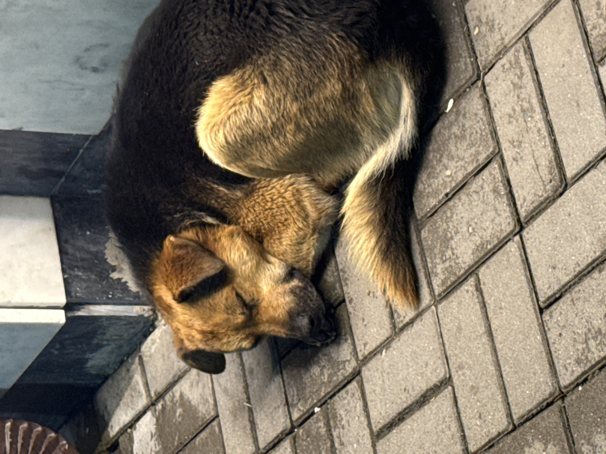 The image shows a German Shepherd dog sleeping on a paved surface. The dog is curled up, with its head resting on its paws. Its fur is a mix of black, brown, and tan. The paving stones are grey and rectangular, laid in a herringbone pattern. To the left of the dog, there is a section of what appears to be a building facade, with lighter colored tiles and darker, shadowed areas. The lighting suggests it may be daytime, with sunlight casting shadows. The scene appears to be outdoors, possibly in a courtyard or alleyway in Vladikavkaz, Russia. The dog's posture and closed eyes indicate it is in a deep sleep, suggesting a peaceful or resting moment. There is no visible text in the image.