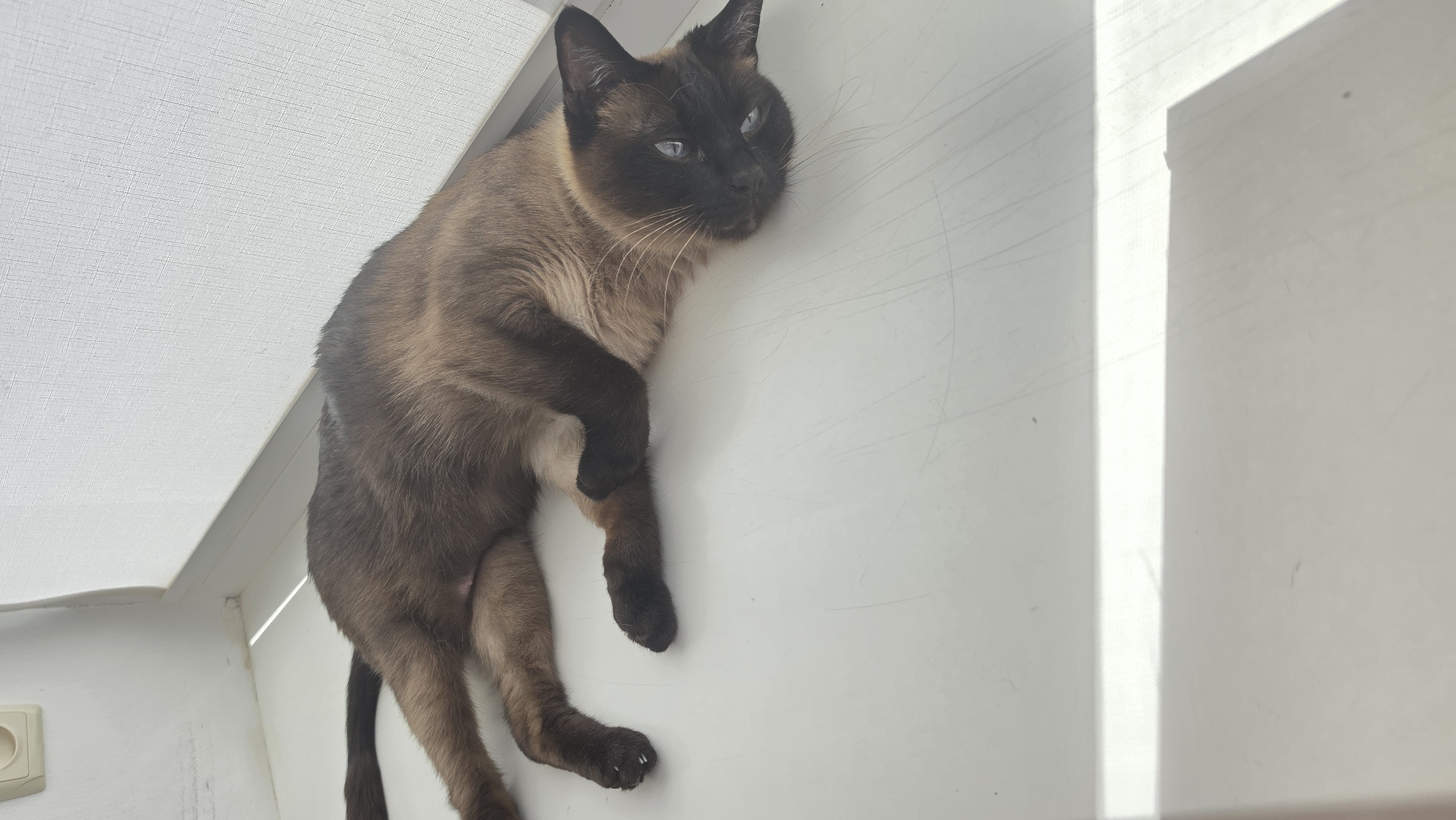 A brown Siamese cat with dark brown points is lying on a white surface. The cat's eyes are blue and it is looking to the right of the frame. The background is a white textured surface that appears to be a window blind. There is a light outlet on the far left of the image. The scene is lit by natural light coming from the right.