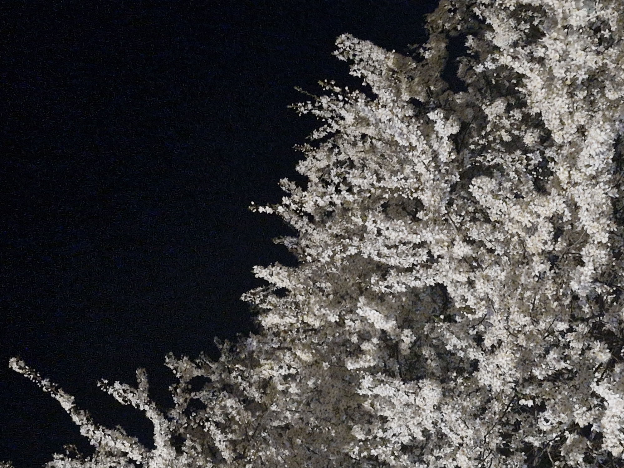 The image shows a flowering tree in full bloom against a dark night sky. The location is unknown.