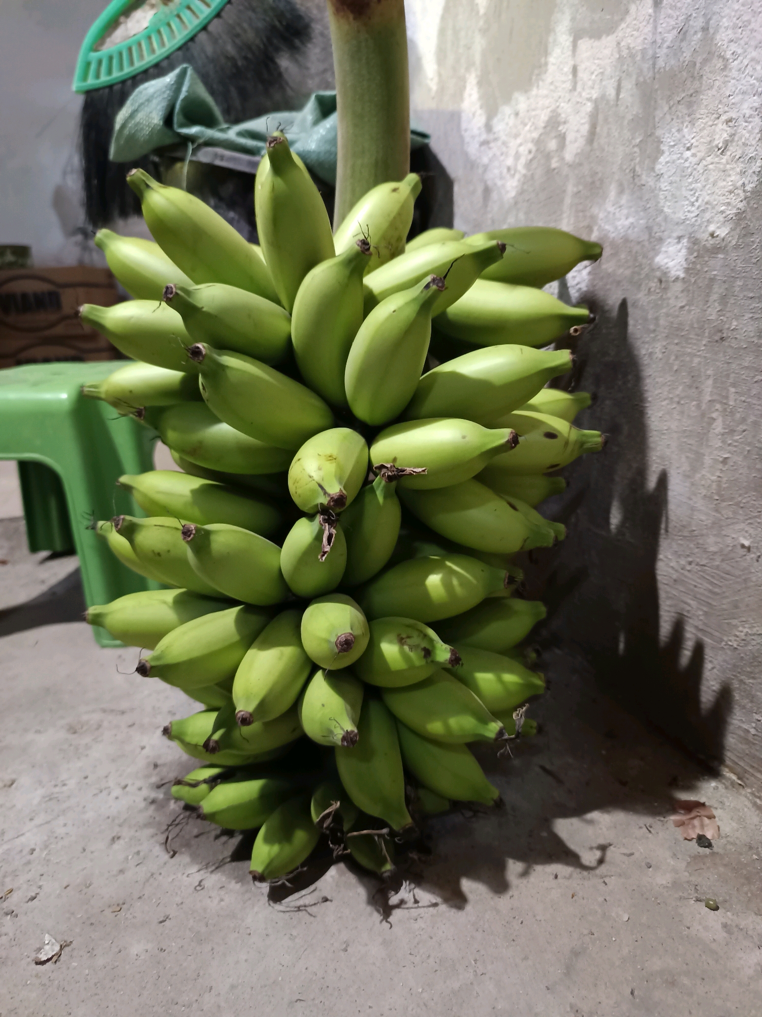 A bunch of green bananas is displayed on a rough concrete surface, casting dark shadows against a textured, light-colored wall. The bananas are ripe but still firm, with a vibrant green hue. Some of the bananas have small brown spots, indicating early stages of ripening. The bunch is large and full, with many individual fruits clustered together. In the background, a green plastic stool and a part of a wooden crate are visible. There is also a hint of a green broom with plastic bristles. The lighting suggests an indoor or sheltered outdoor setting, possibly in a less-than-pristine environment. The overall scene is static and focuses on the agricultural product.