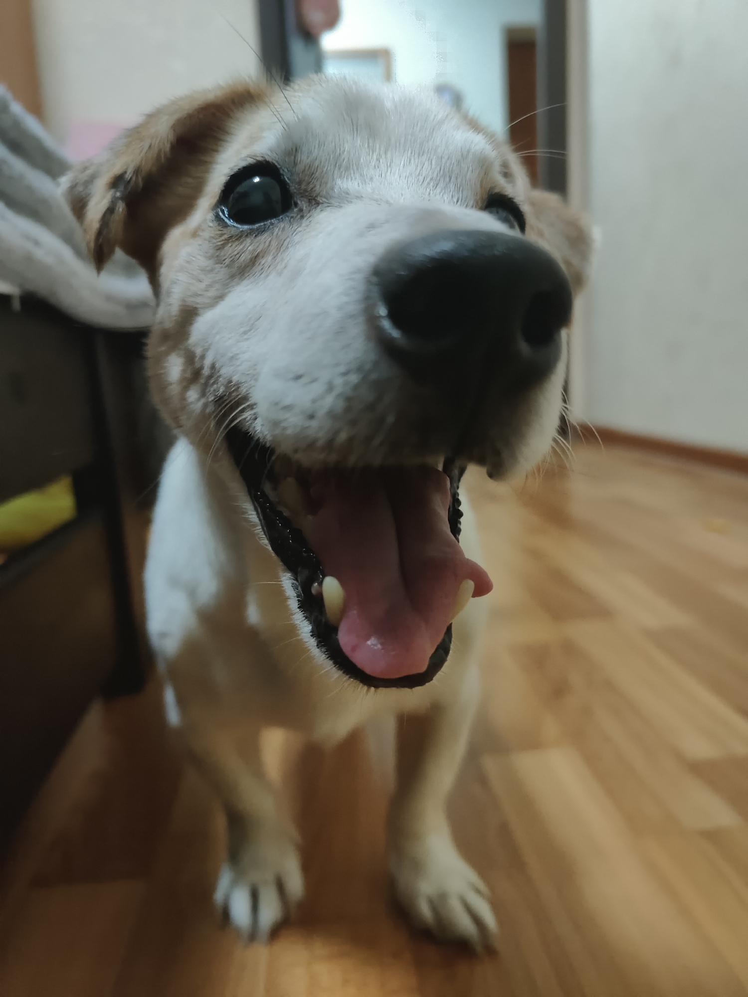 A close-up, eye-level shot shows a Jack Russell Terrier with its mouth open and tongue lolling out, appearing to pant or smile. The dog's face is mostly white with tan markings on its head and ears. Its eyes are dark and round. The background is a dimly lit interior space, with a wooden floor and a hint of furniture and a doorway. The image was taken in an indoor setting.