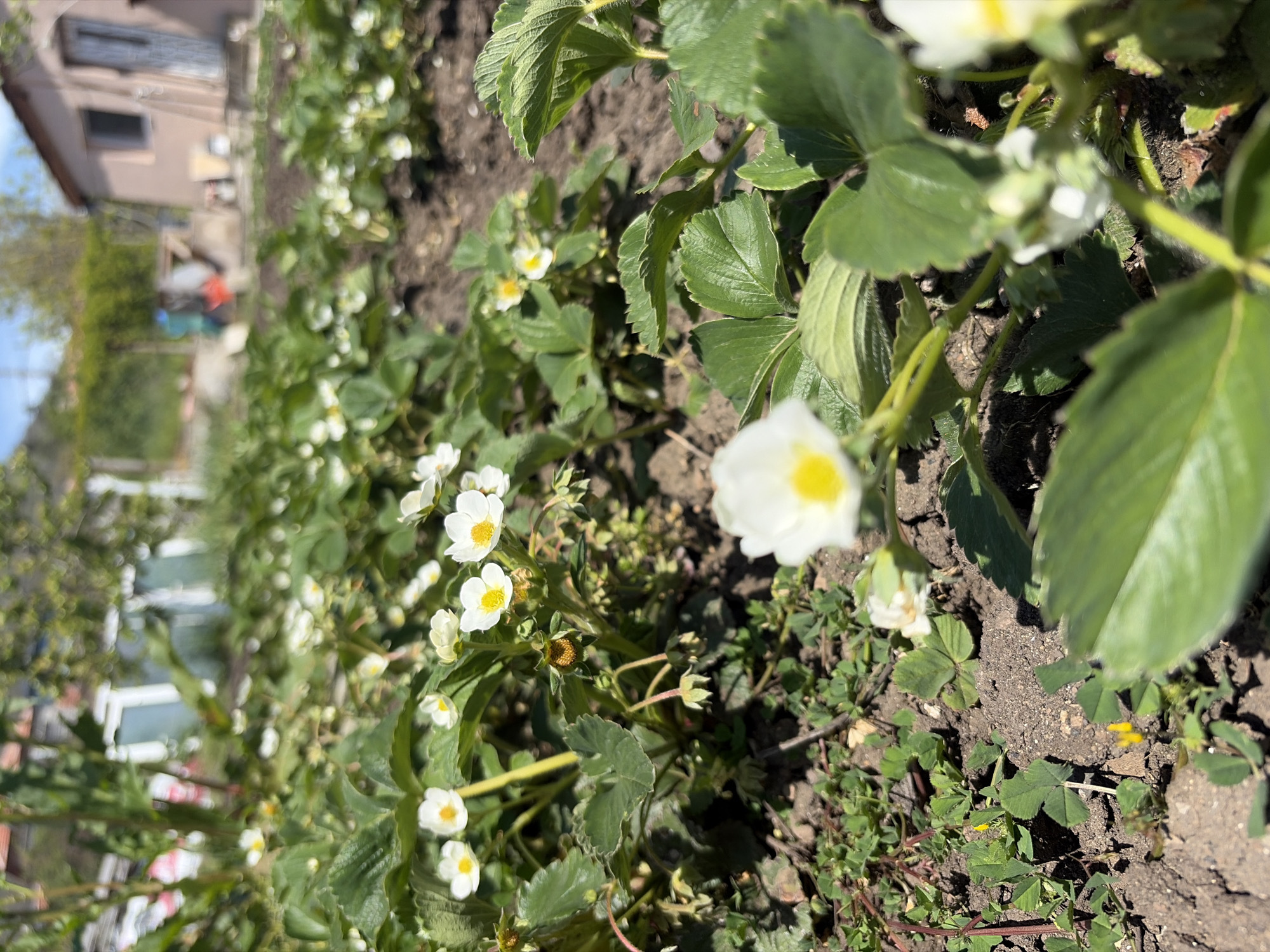 The image shows a close-up view of a strawberry patch in Kableshkovo, Bulgaria. The plants are flowering, with numerous small white blossoms visible. Green leaves of the strawberry plants are prominent throughout the frame. The soil is dark and appears to be recently tilled. In the blurred background, a building and some trees can be seen. The scene depicts a sunny day, and the focus is on the strawberry plants and their blossoms.