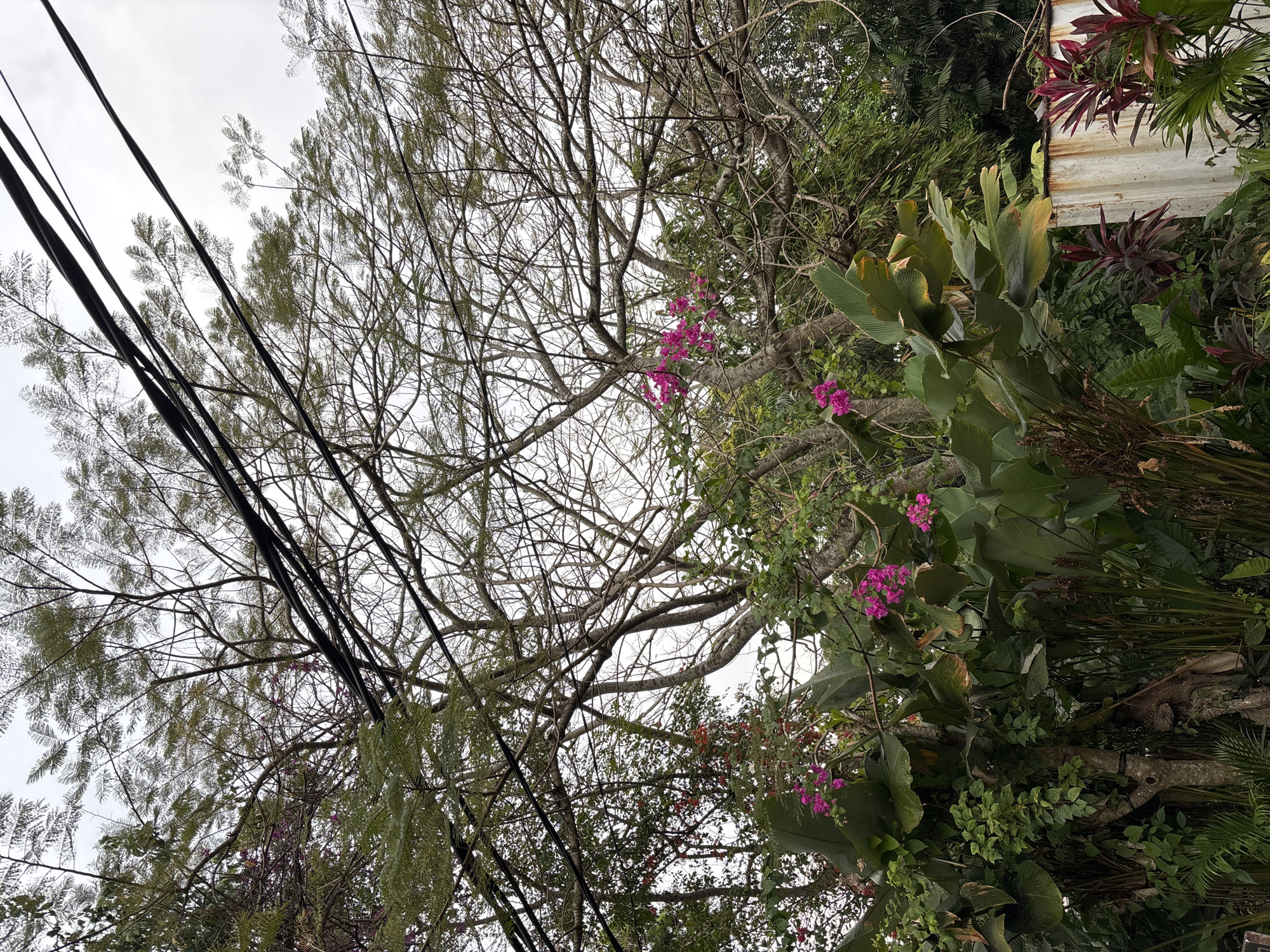 An outdoor, eye-level, medium shot captures a dense, overgrown garden scene in Ubud District, Indonesia, under an overcast sky. The foreground is dominated by lush, verdant foliage, including large, broad green leaves and smaller, creeping vines. Several clusters of vibrant pink bougainvillea flowers are scattered throughout the vegetation, adding pops of color to the otherwise green and brown palette. In the background, the intricate branches of a large tree, partially bare of leaves, extend towards the sky, crisscrossed by a series of black electrical wires. To the far right, a weathered, white corrugated metal structure is partially visible, with some reddish-purple foliage in front of it. The overall impression is one of a wild, untamed garden with signs of human infrastructure present.