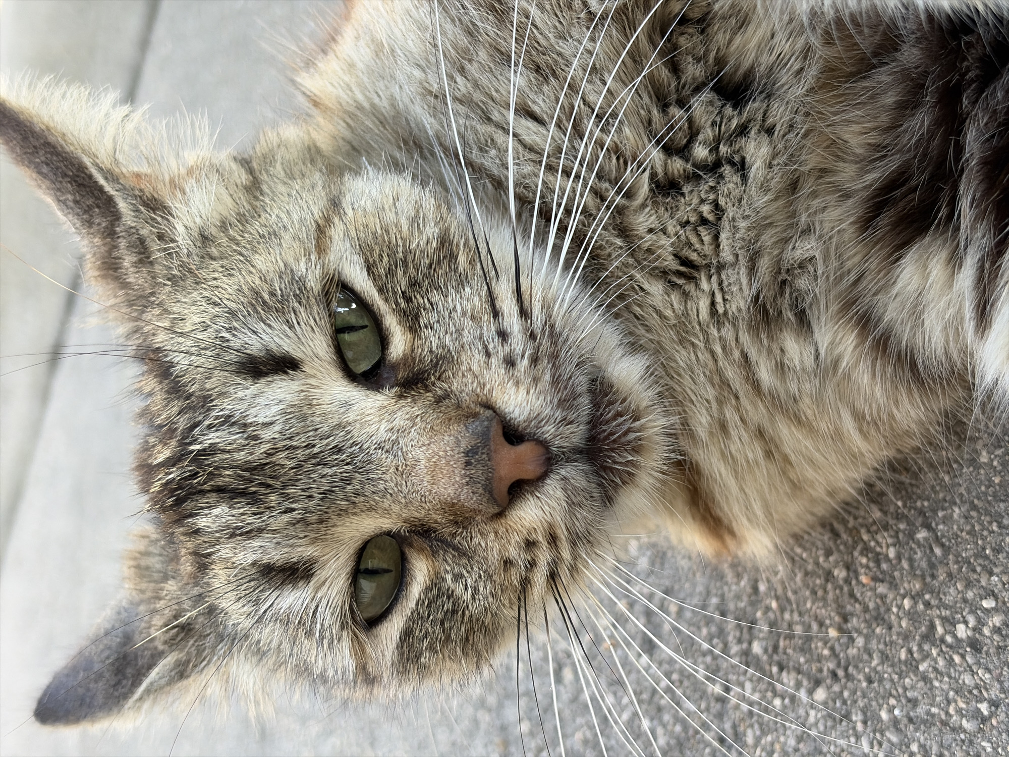 A close-up photograph shows a cat lying on a concrete surface. The cat has light gray and brown fur with darker stripes. It has green eyes, a pink nose, and long white whiskers. The cat's head is tilted to the side. The location appears to be outdoors, potentially a sidewalk or patio. The city of Unknown, Unknown is not relevant as the image provides no locational clues.