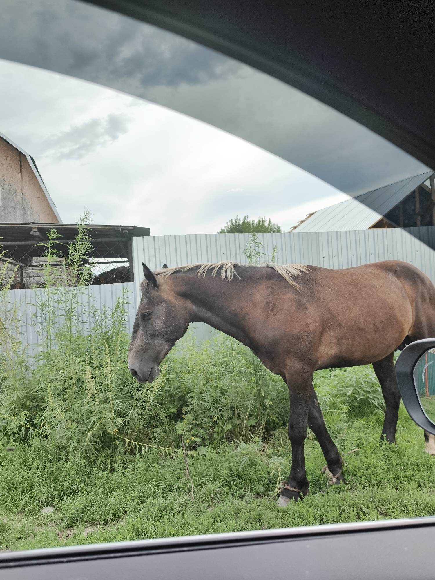 A medium shot, taken from inside a vehicle, shows a brown horse standing in tall green grass next to a corrugated metal fence. The horse is facing left and its head is lowered. Its mane is light brown. The horse's hind legs appear to be tied together with rope. Behind the horse, a building with a light brown wooden exterior and a gray metal roof is visible. The sky is cloudy and overcast. In the foreground, a portion of the vehicle's interior, including a dark gray dashboard and a sliver of the side mirror, is visible.