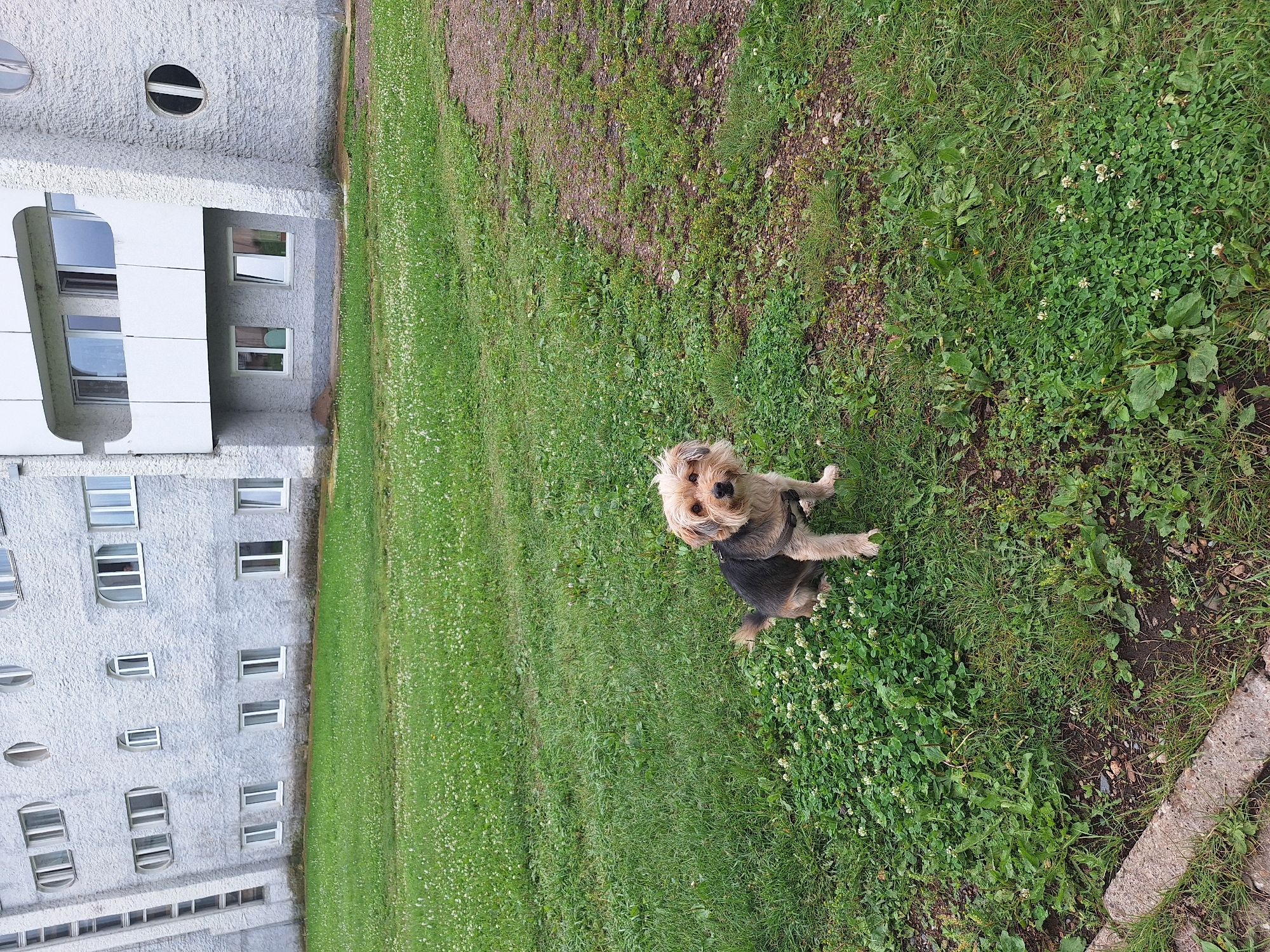 A small, tan and black dog with a fluffy head and tail sits on a patch of grass with small white flowers in front of a multi-story, light gray, textured building. The building has numerous windows of various shapes and sizes, including rectangular and circular, and a balcony. The ground in front of the building is covered in green grass and some bare patches of dirt and gravel. A concrete curb is visible in the lower left corner. The image appears to be taken outdoors during the daytime. The location is specified as Atamanovka, Russia.