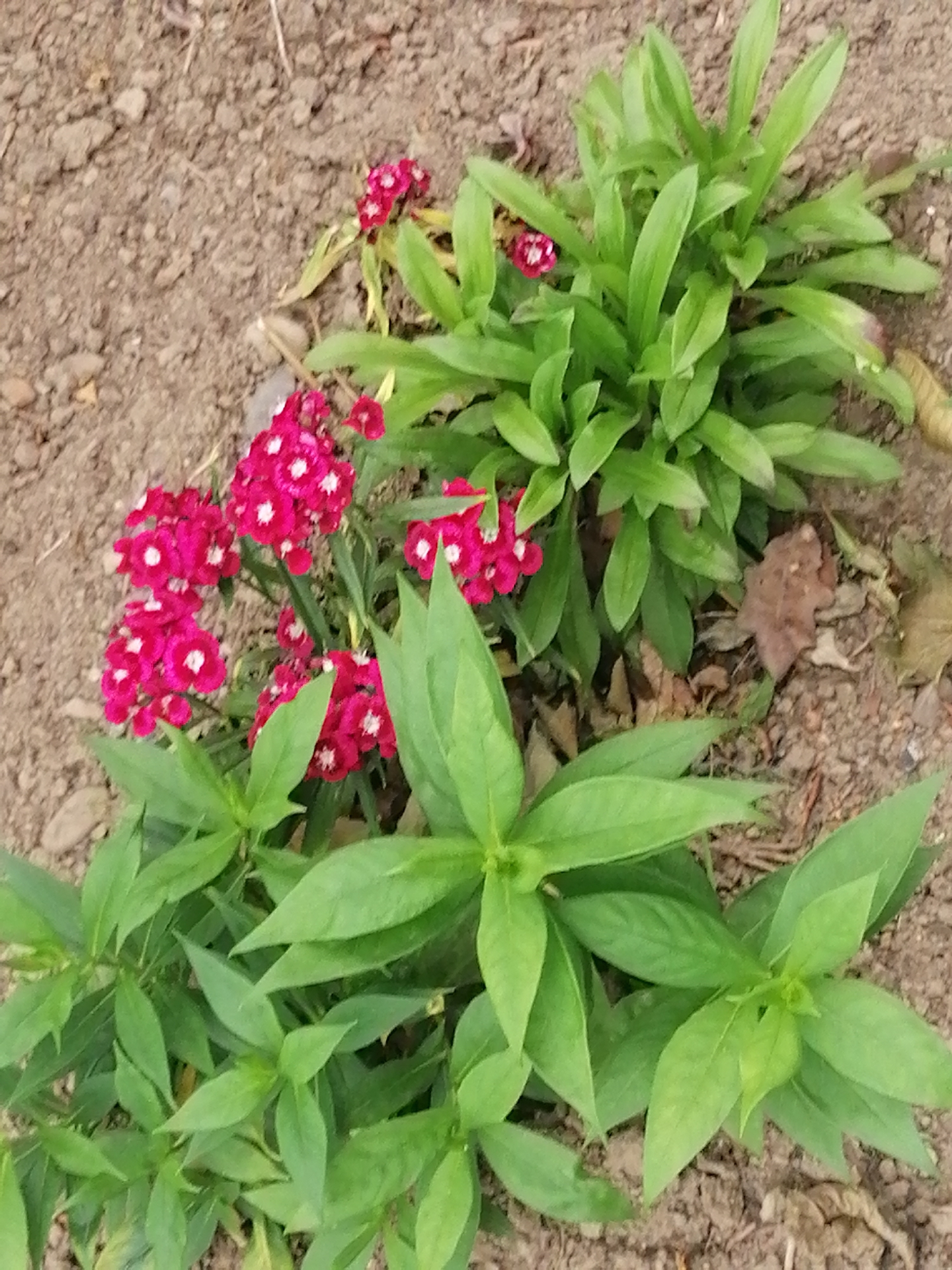 A close-up, high-angle shot shows a patch of bright pink dianthus flowers with white centers, surrounded by green foliage and brown soil. The dianthus flowers are clustered together, with some appearing fully bloomed and others in bud. The leaves of the dianthus are narrow and pointed, and some of the surrounding foliage appears to be from a different plant. The soil is a mix of dirt and small pebbles, with a few dry leaves scattered throughout. The lighting suggests it is daytime, with no harsh shadows visible. The scene is outdoors, likely in a garden or natural setting, with no signs of urban infrastructure.