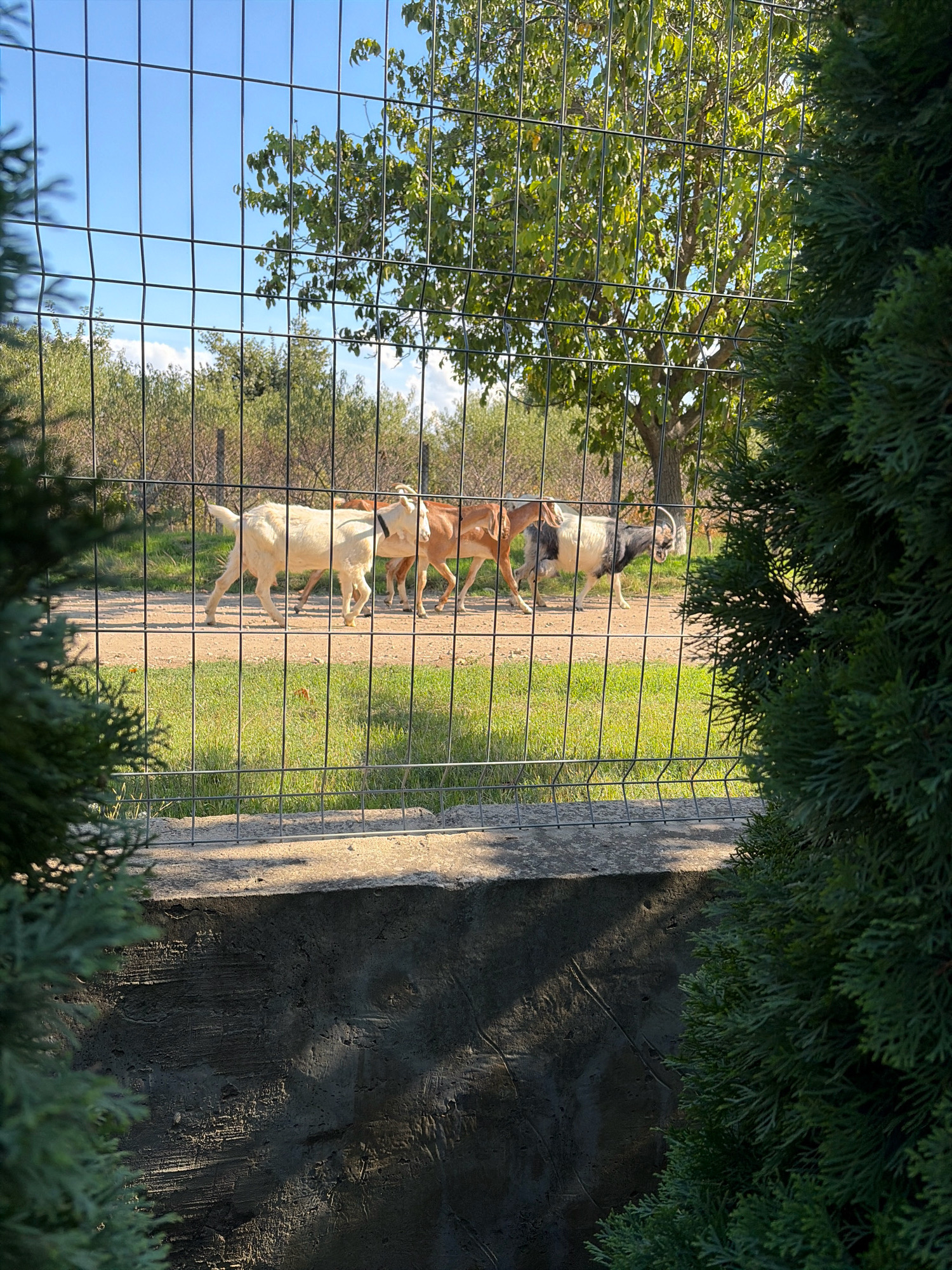 The image captures a group of goats grazing in a fenced enclosure on a sunny day. The enclosure features a dirt path and a grassy area. A wire mesh fence runs across the foreground, partially obscuring the view of the goats. In the background, a large tree with green foliage stands tall, and beyond that, more trees and shrubs are visible under a clear blue sky. The scene appears to be located in a rural or semi-rural setting, possibly an animal sanctuary or a farm. There is no indication of the city of Oxentea, Moldova within the visual elements of the image.