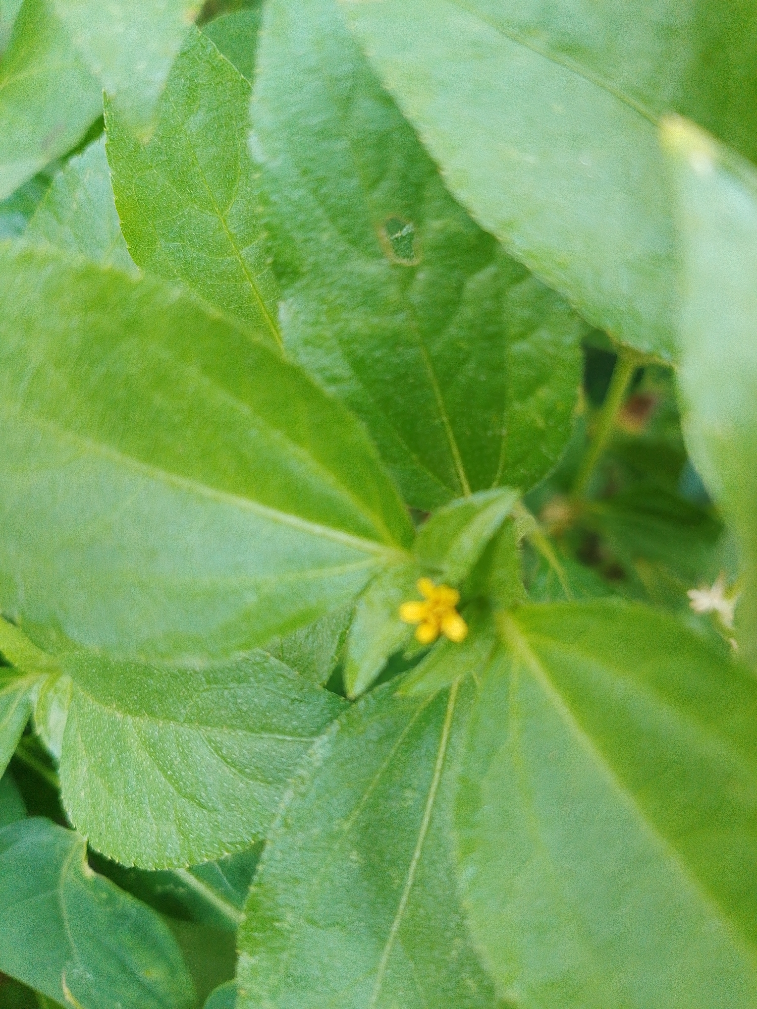 The image is a close-up, shallow-depth-of-field photograph of green foliage and a small yellow flower. The focus is on the flower, which is centrally located and appears to be composed of four petals. The leaves are lush green with visible veins and a slightly textured surface. The background is blurred, suggesting a natural outdoor environment. This image was taken in Bakaran Batu, Indonesia.