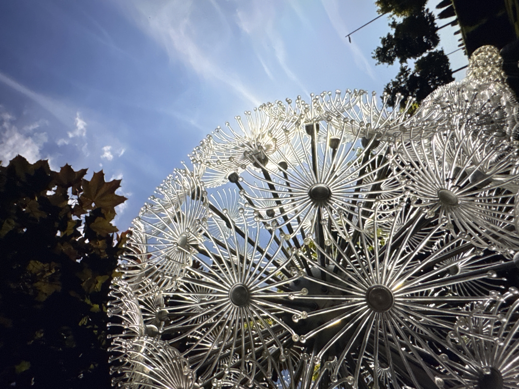 This media file showcases a close-up, low-angle view of a large, metallic dandelion sculpture set against a bright blue sky with wispy white clouds. The sun is intensely bright, positioned behind the sculpture, causing many of its delicate, radiating metal strands to gleam and creating a lens flare effect. The sculpture is intricate, composed of numerous individual spherical seed heads, each made of thin, reflective metal wires that fan out from a central point. Small, clear beads or spheres are attached to the tips of many of these wires, catching the light.
To the left of the sculpture, dark green and brown leaves of a tree are visible, partially obscuring the sky and adding a natural contrast to the artificial structure. The leaves appear to be autumn foliage, suggesting a possible time of year. The overall impression is one of a sunny day, likely midday given the bright sunlight and strong shadows cast by the sculpture. The backdrop of the sky suggests an outdoor setting, possibly a park, garden, or public art installation. The focus is entirely on the sculpture and its interaction with the sunlight and sky, with no people or other objects of significance in the frame. The image conveys a sense of wonder and artistic appreciation, highlighting the play of light and the intricate design of the sculpture. No text is visible in the image.