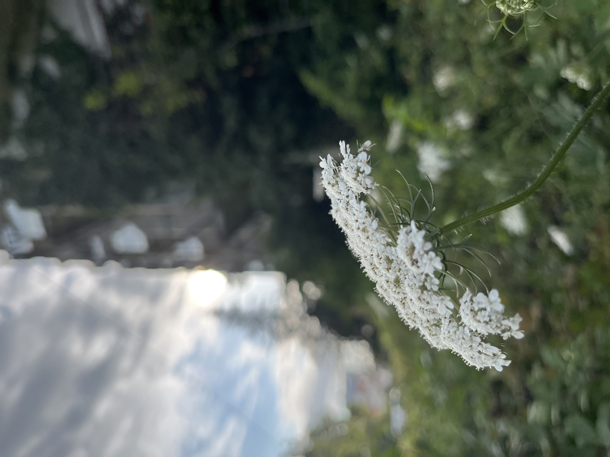 The image captures a close-up of a delicate white flower, likely Queen Anne's Lace, in the foreground, its intricate petals slightly blurred. The background reveals a soft-focus urban landscape, with the sun glinting through a cloudy sky and partially obscuring a building on the right. Lush greenery and other out-of-focus plants surround the flower, suggesting a natural element within a developed area, possibly in Ureki, Georgia. The overall atmosphere is serene and slightly ethereal, with a shallow depth of field drawing attention to the floral subject.