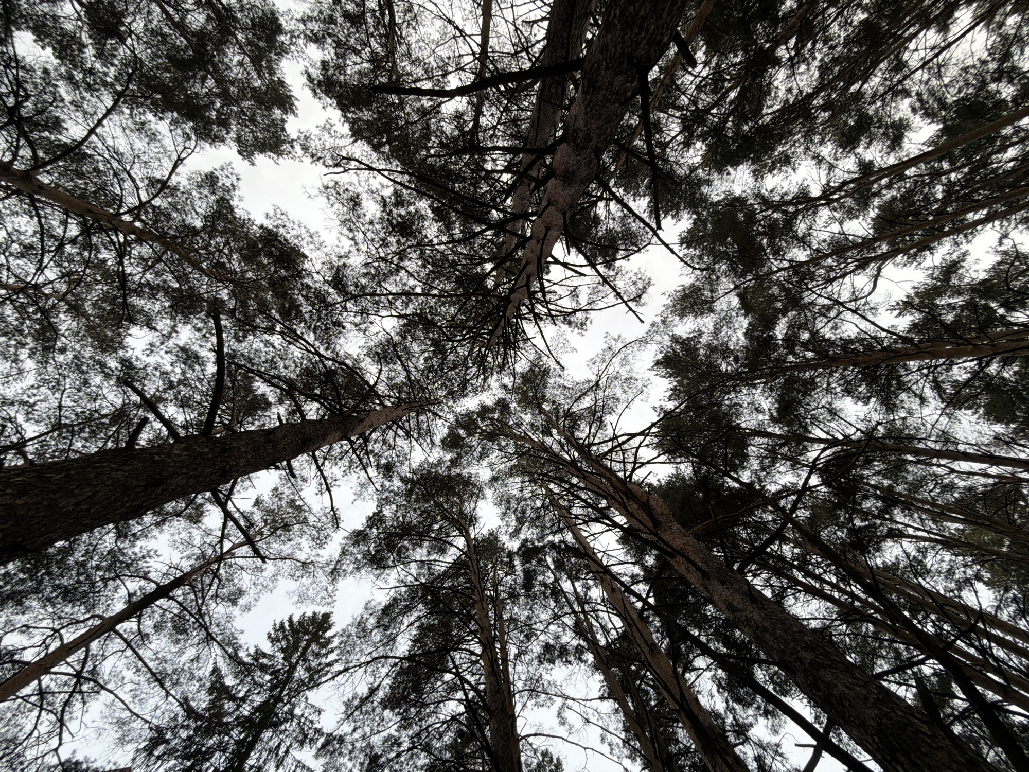 The image shows a view looking upwards through a dense canopy of pine trees. The trees are silhouetted against a cloudy, overcast sky. The composition emphasizes the height and density of the forest. The location is Chaikovsky, Russia.