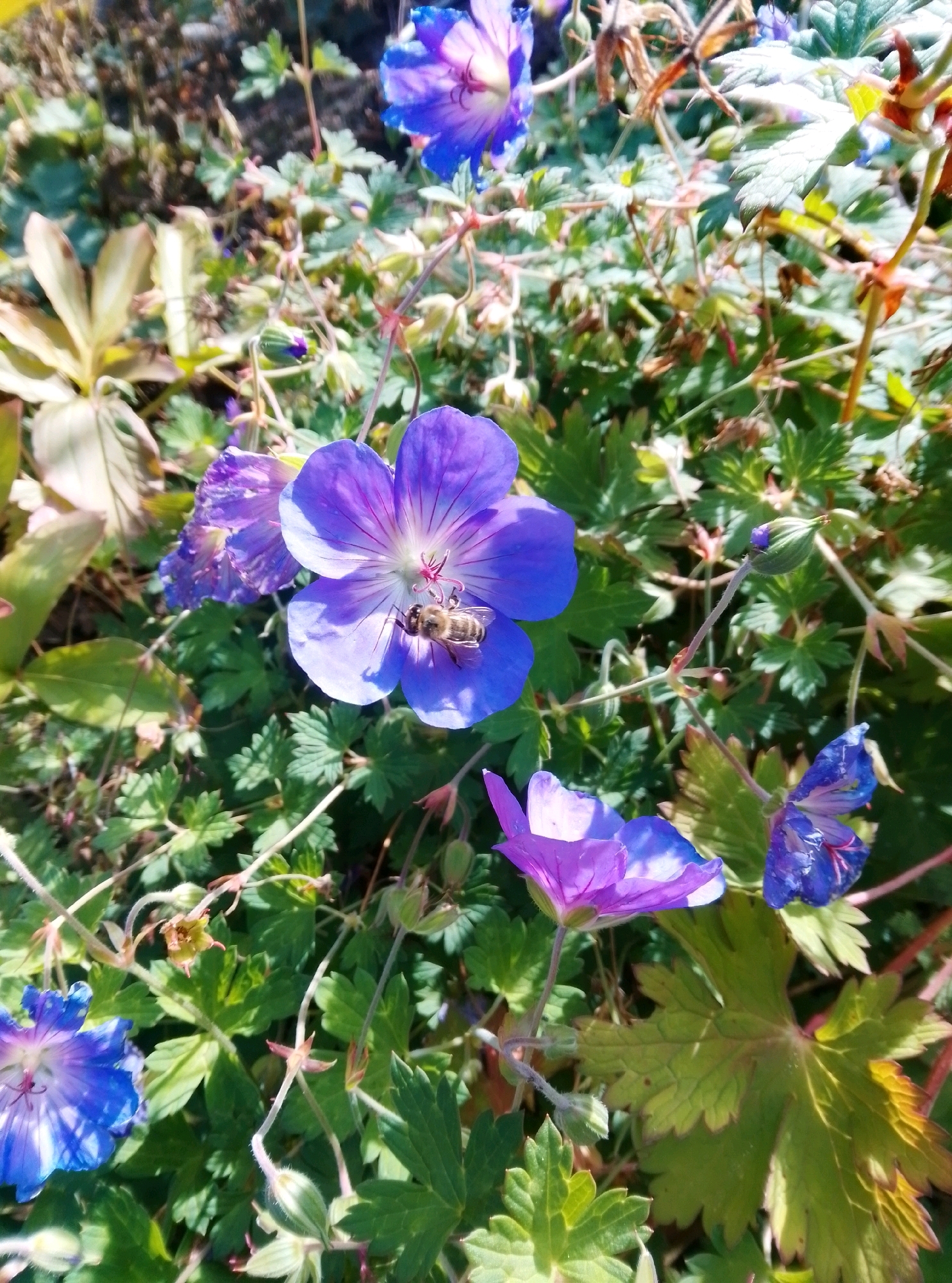 A close-up shot of several purple-blue geranium flowers is presented. One flower in the foreground has a bee on its petals. The flowers are surrounded by green leaves and stems, with some dried plant matter visible in the background. The lighting suggests it is daytime. The scene appears to be in a garden or natural outdoor setting. No identifiable landmarks or specific locations in Hamburg, Germany are visible.