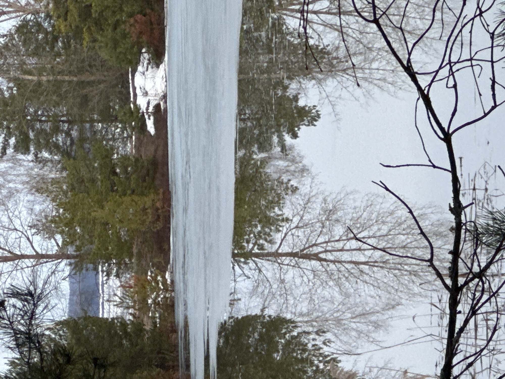 The image shows a scene of wintery trees with leafless branches against a grey sky. A very large icicle hangs vertically in the center of the frame. The scene is likely outdoors, as indicated by the presence of the trees. The location is assumed to be the city of Chaikovsky, Russia.