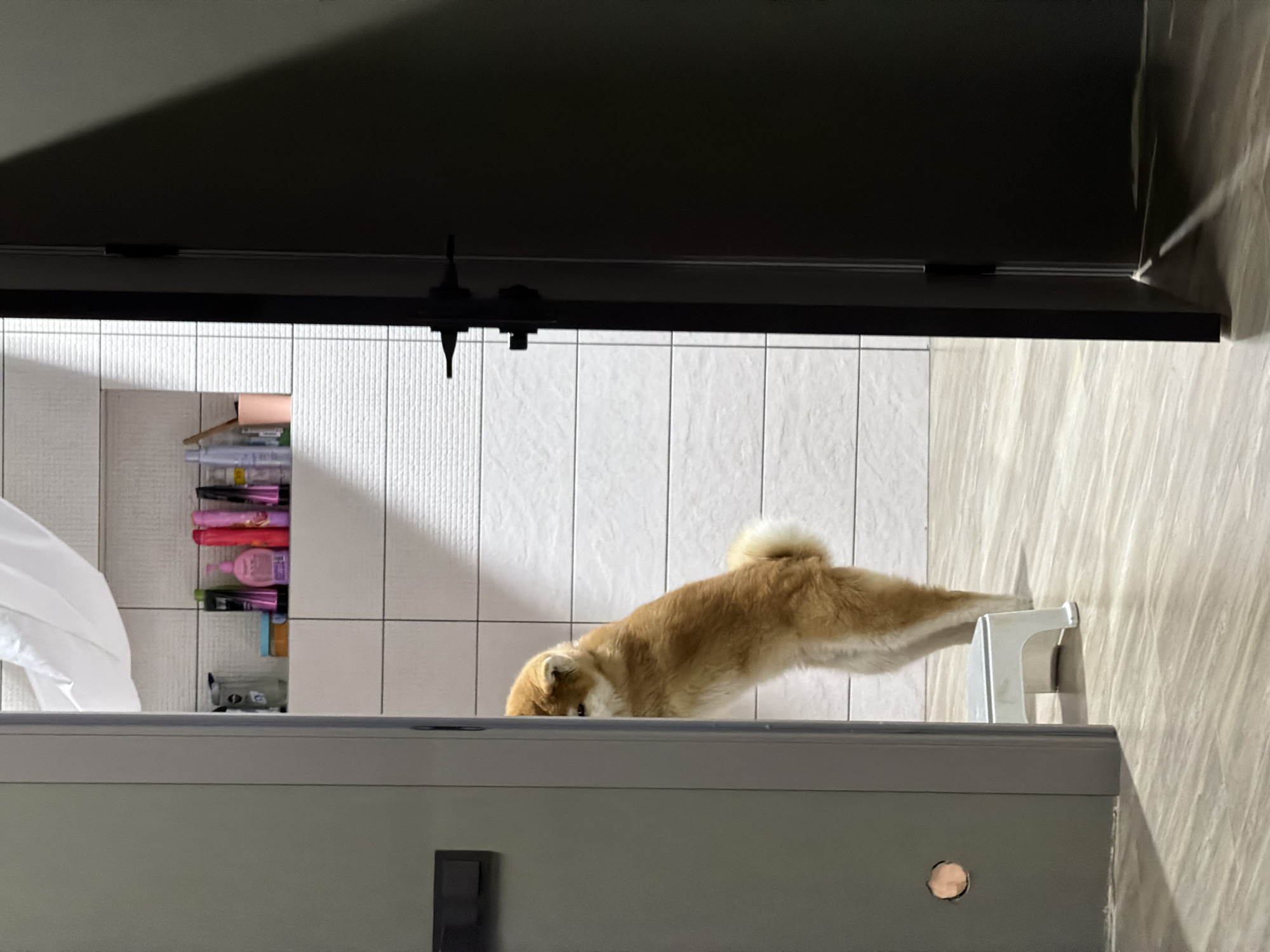A tan and white Shiba Inu dog is standing on its hind legs on top of a light grey bathroom vanity. The dog's front paws are resting on a white towel rack attached to the white tile wall. A built-in bathroom cabinet with toiletries is visible in the background. The top of the frame is dominated by a dark, overhanging structure, possibly a cabinet or ventilation system. The lighting suggests an indoor setting, and the clean and tidy environment indicates a domestic interior, likely a bathroom. There is no information available to confirm if the picture was taken in the city of Chaikovsky, Russia.