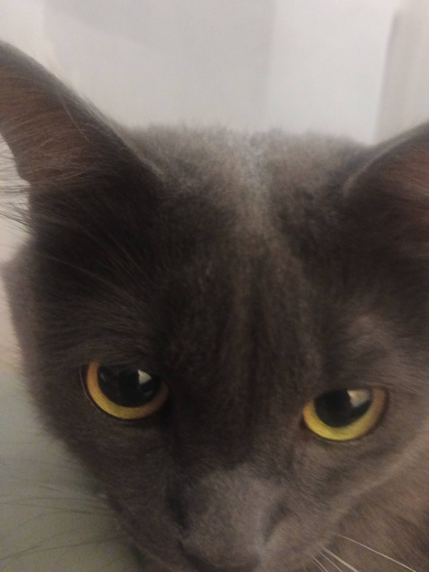 This is a close-up, eye-level, vertical, indoor, low-angle shot of a grey cat's face. The cat is looking directly at the camera with wide, yellow eyes. Its fur is dark grey and appears to be soft. The background is a plain, light grey, out-of-focus surface. The image was taken in the city of Biysk, Russia.