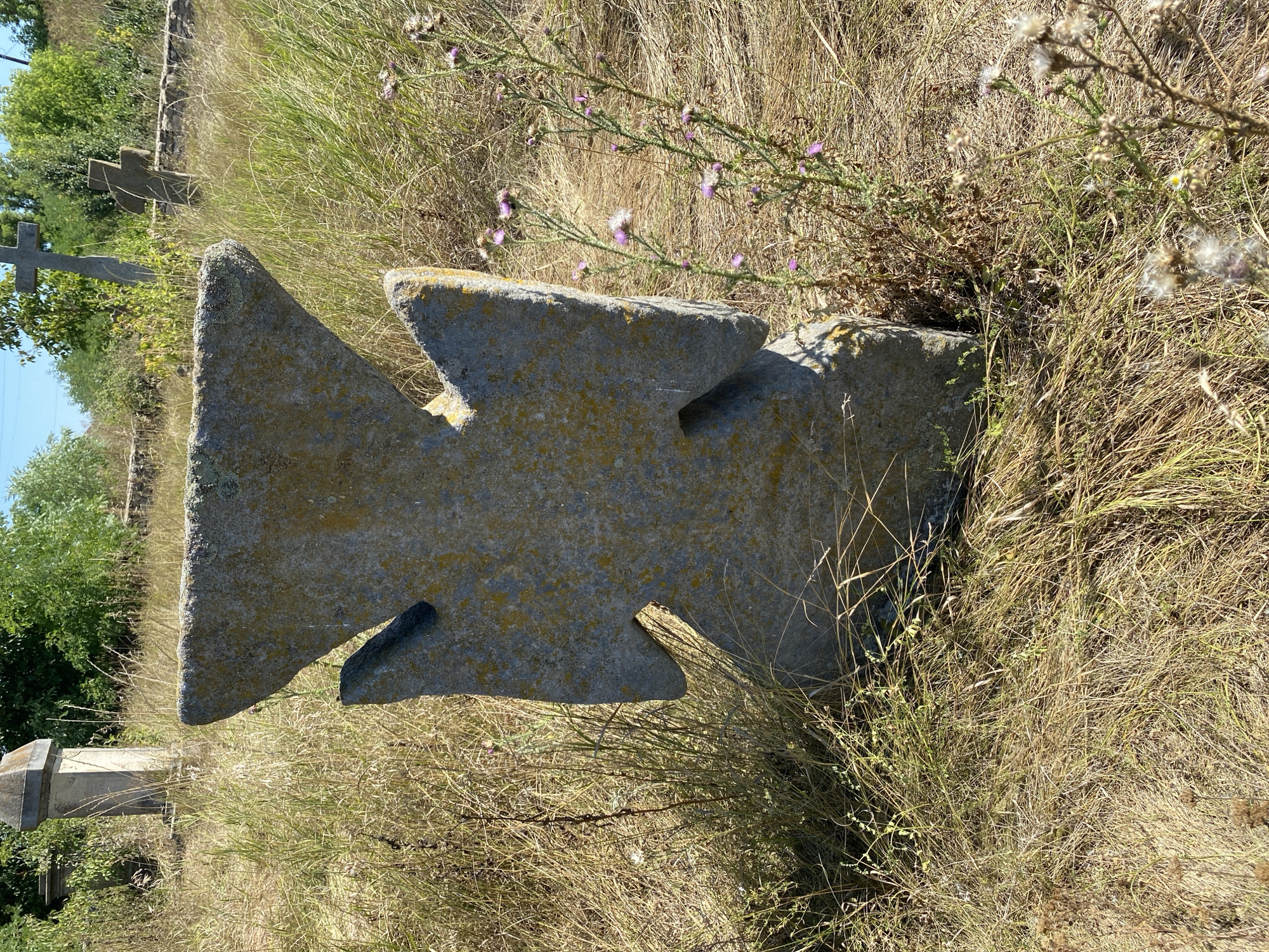 In the city of Busha, Ukraine, a weathered stone cross, a significant historical artifact, stands in a field of dry grass. The cross, carved from a gray stone, exhibits an unusual angular design, with pointed ends and V-shaped cutouts on its arms, giving it a distinct, almost abstract appearance. Patches of yellow and green lichen cling to its surface, attesting to its age and exposure to the elements. The cross is surrounded by dry, sun-bleached grass and scattered wildflowers with delicate purple blooms. In the background, other weathered stone crosses and monuments are visible, suggesting this is an ancient cemetery or historical site. The scene is bathed in bright sunlight, casting sharp shadows on the ground. The overall impression is one of quiet solitude and a connection to the past.