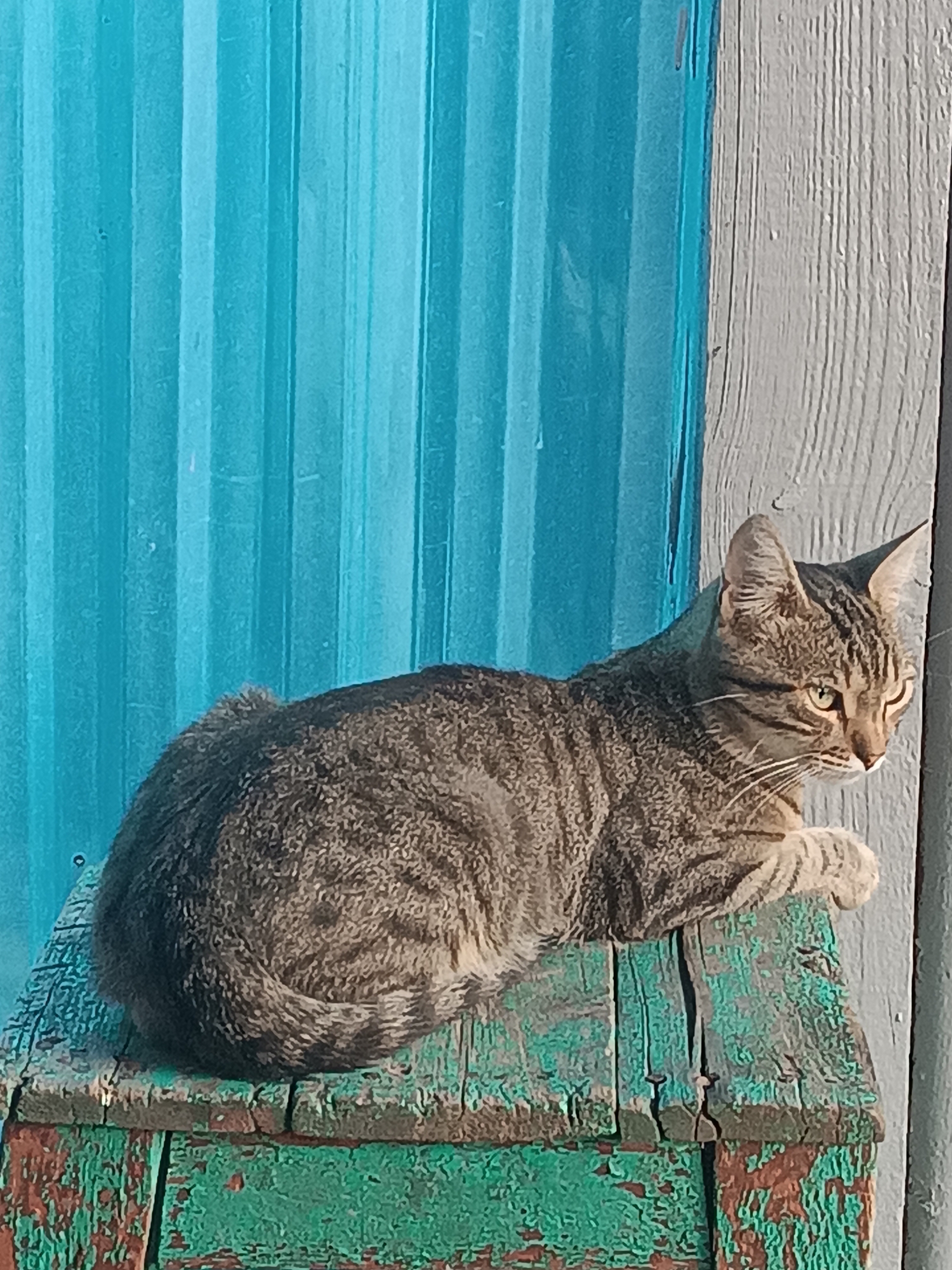 A tabby cat is resting on a weathered wooden surface. The cat is facing to the right, with its body angled towards the left. Its fur is a mix of gray, black, and brown stripes. The cat's eyes are green and appear to be looking off into the distance. The wooden surface beneath the cat is painted a distressed green color, with areas of rust and peeling paint visible. Behind the cat, a vertical turquoise structure can be seen, with a light gray wooden structure to the right. The scene appears to be outdoors, possibly in a yard or alleyway in Vypasne, Ukraine.