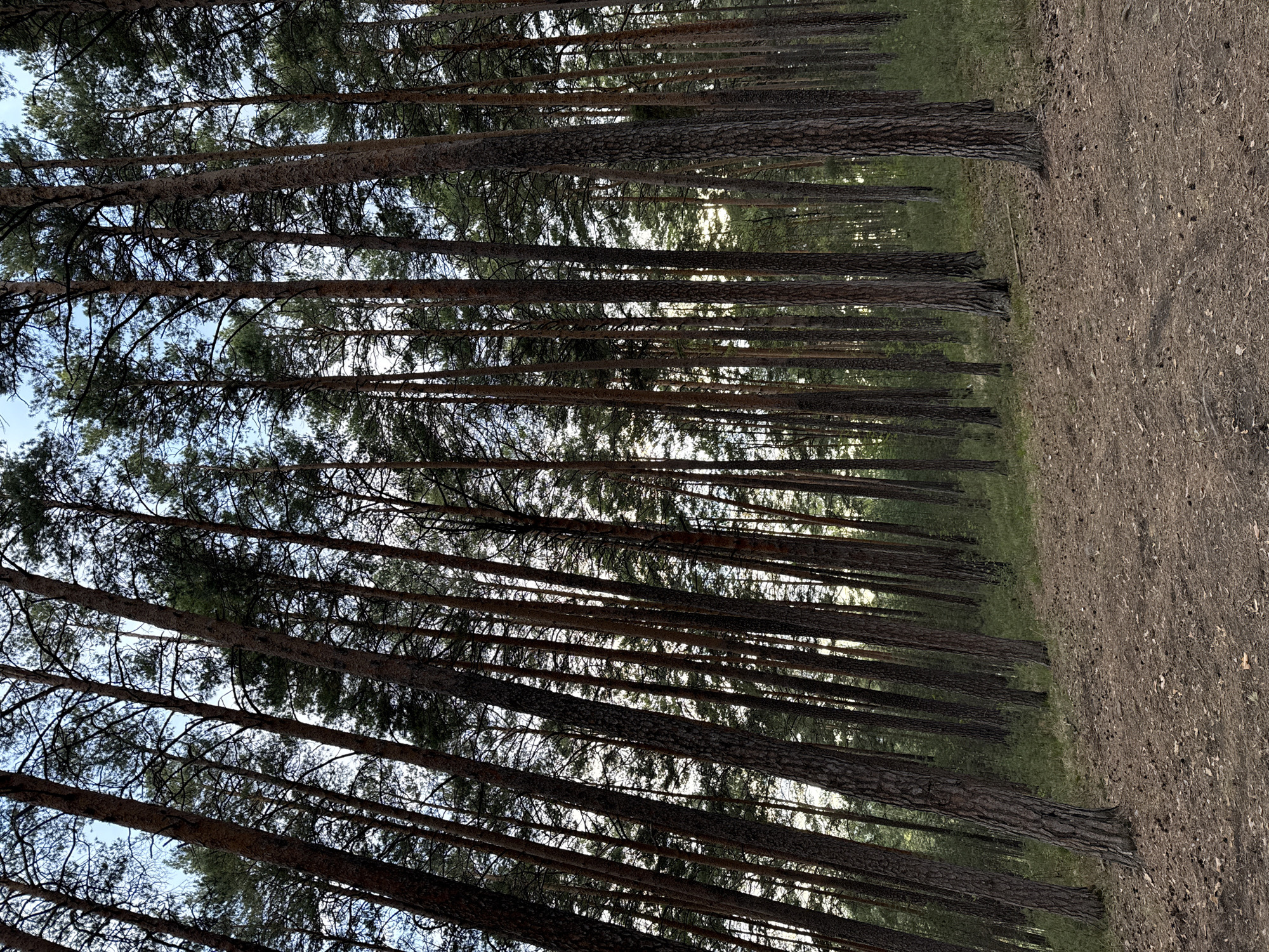 The image depicts a dense pine forest in Dom Otdykha Zolotoy Plyazh, Russia. The trees are tall and slender, with their trunks closely spaced. The camera is positioned looking upwards through the canopy, revealing glimpses of the sky. The forest floor is covered with dry grass and pine needles. A dirt road or path is visible on the right side of the image, bordering the trees. No people are visible in the image.