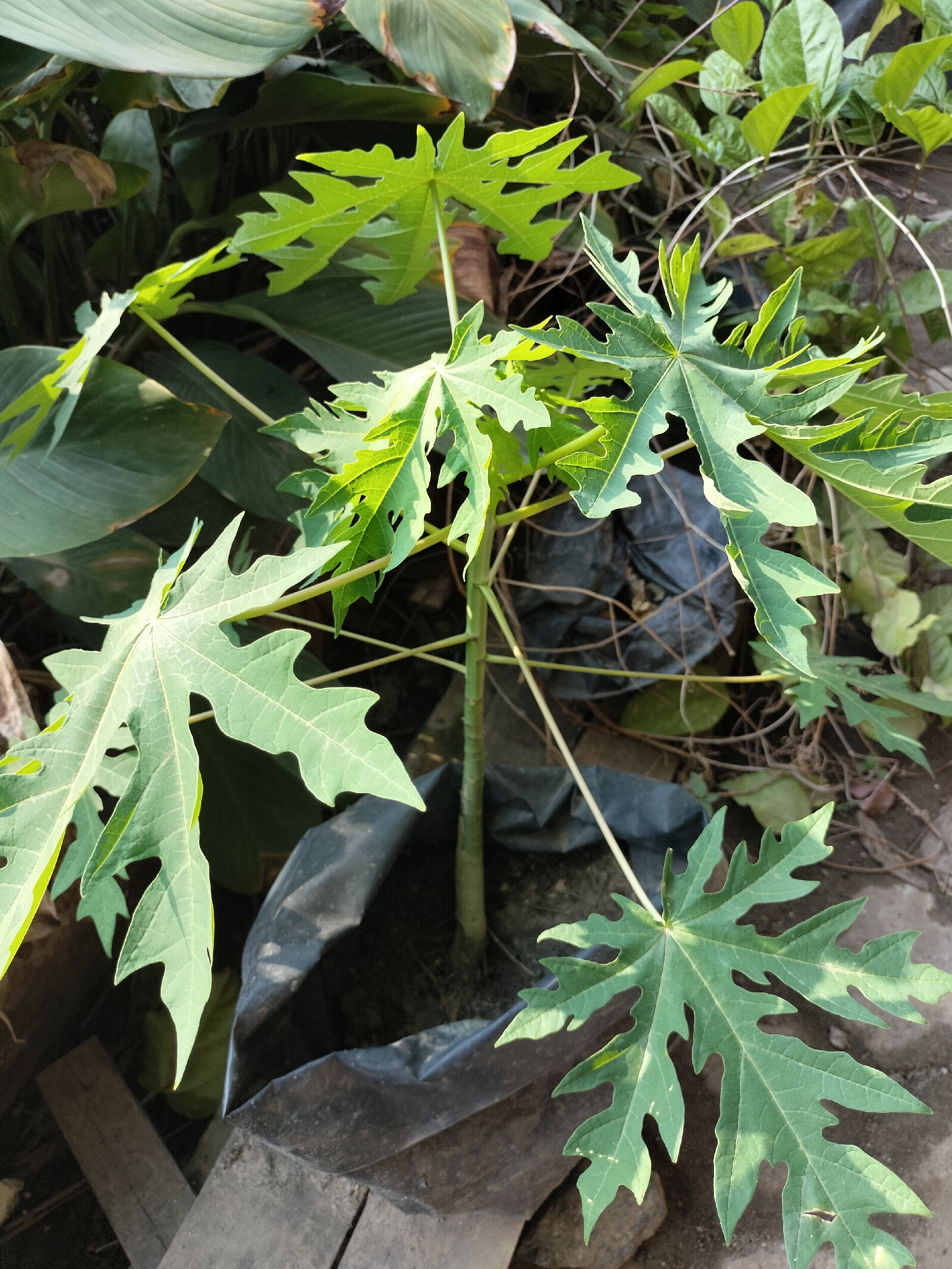 A young papaya plant, Carica papaya, grows in a black plastic nursery bag. The plant has several large, palmate leaves with serrated edges, each radiating from a central stem. Sunlight casts shadows across the leaves, highlighting their intricate venation. In the background, a variety of other plants with broad, deep green leaves are visible, some appearing to be larger and more mature than the papaya sapling. The ground surrounding the nursery bag is a mix of soil and organic debris. The scene is outdoors, suggesting a garden or nursery setting. The presence of a young, potted plant and surrounding foliage is consistent with a location in Karang Indah, Indonesia.