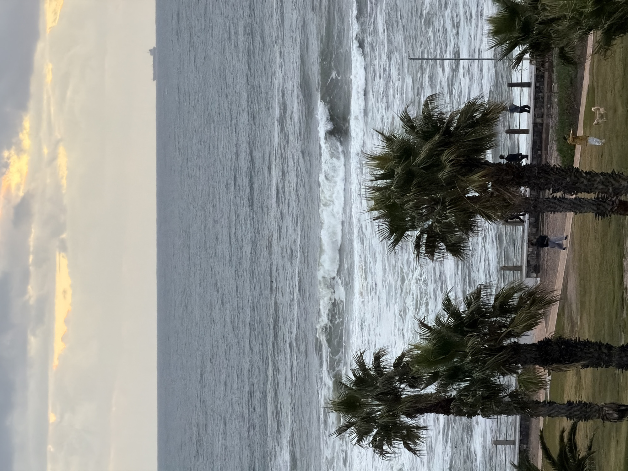 The image captures a coastal scene, likely in Cape Town, South Africa, featuring a rough sea, a promenade, and palm trees under a dramatic sky.
In the foreground on the right, several robust palm trees with prominent trunks and abundant fronds stand tall, bordering a well-maintained grassy area. A paved pathway, or promenade, runs along the coastline, separated from the grass by a low wall and a metal railing. Along this pathway, several individuals are engaged in leisurely activities. One person, wearing a light-colored top, is seen walking a small, light-colored dog towards the top right. Further along the path, another individual in a dark jacket stands near the railing, seemingly observing the turbulent waters. Two more figures are partially visible towards the bottom right, one in dark clothing and another in lighter attire, suggesting a quiet stroll.
The expansive ocean dominates the left side of the frame, presenting a grey, choppy surface with numerous white-crested waves breaking towards the shore. A large cargo ship is visible on the distant horizon, hinting at commercial sea routes.
The sky, in the upper left quadrant, is largely overcast with clouds, but striking patches of golden-yellow and orange light are visible, breaking through the cloud cover. This suggests either a sunrise or sunset, or a brief moment of dramatic lighting amidst an otherwise cloudy day. The overall ambiance is muted yet powerful, emphasizing the natural elements.
There is no visible text in the image.