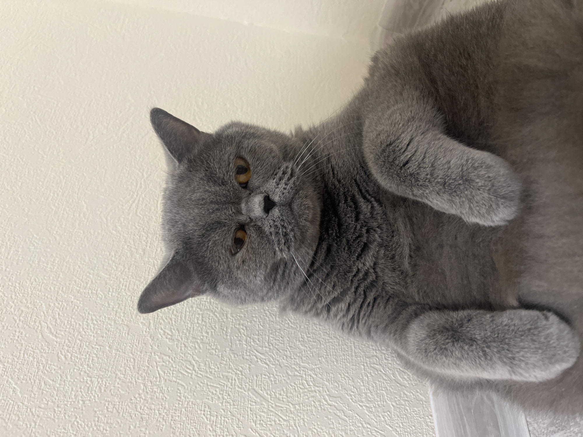 A medium shot of a British Shorthair cat with grey fur and amber eyes sits against a textured cream-colored wall. The cat is positioned facing the camera, with its paws resting in front of its body. Its expression is somewhat grumpy. The background is a plain wall with a subtle textured pattern, and the floor appears to be light-colored wood. The lighting is soft, illuminating the scene without harsh shadows.