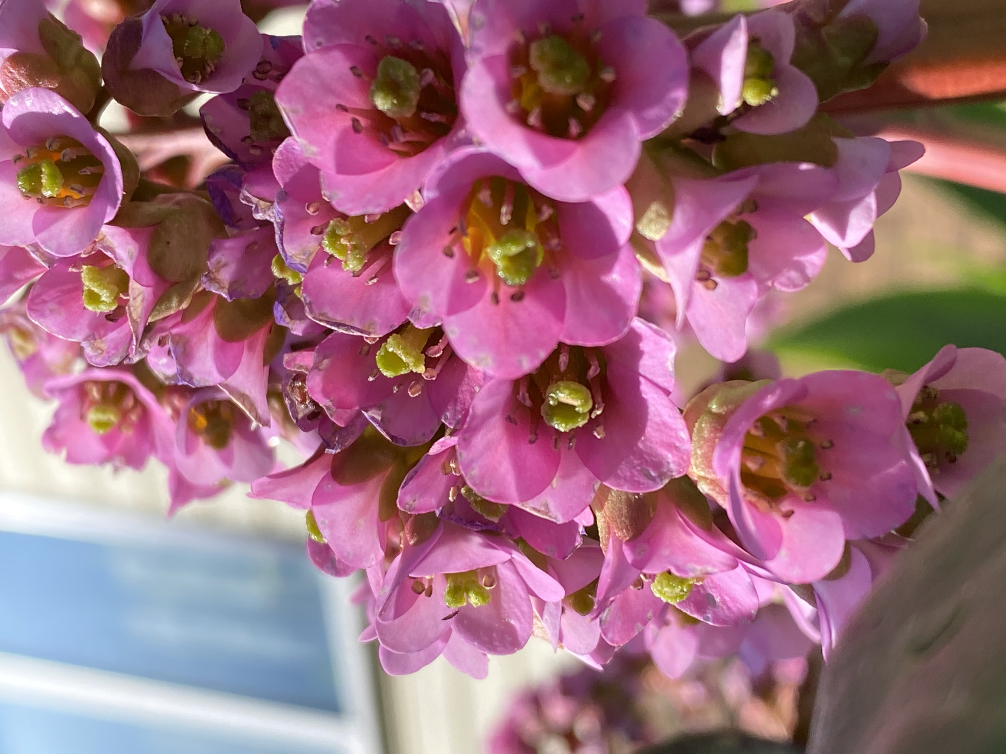 The image shows a close-up view of a cluster of pink flowers. Each flower has a small green center. The flowers are densely packed together, with some in full bloom and others still closed. The background is blurred, but appears to show a building and some greenery. The photograph was taken in Фоки, Russia.