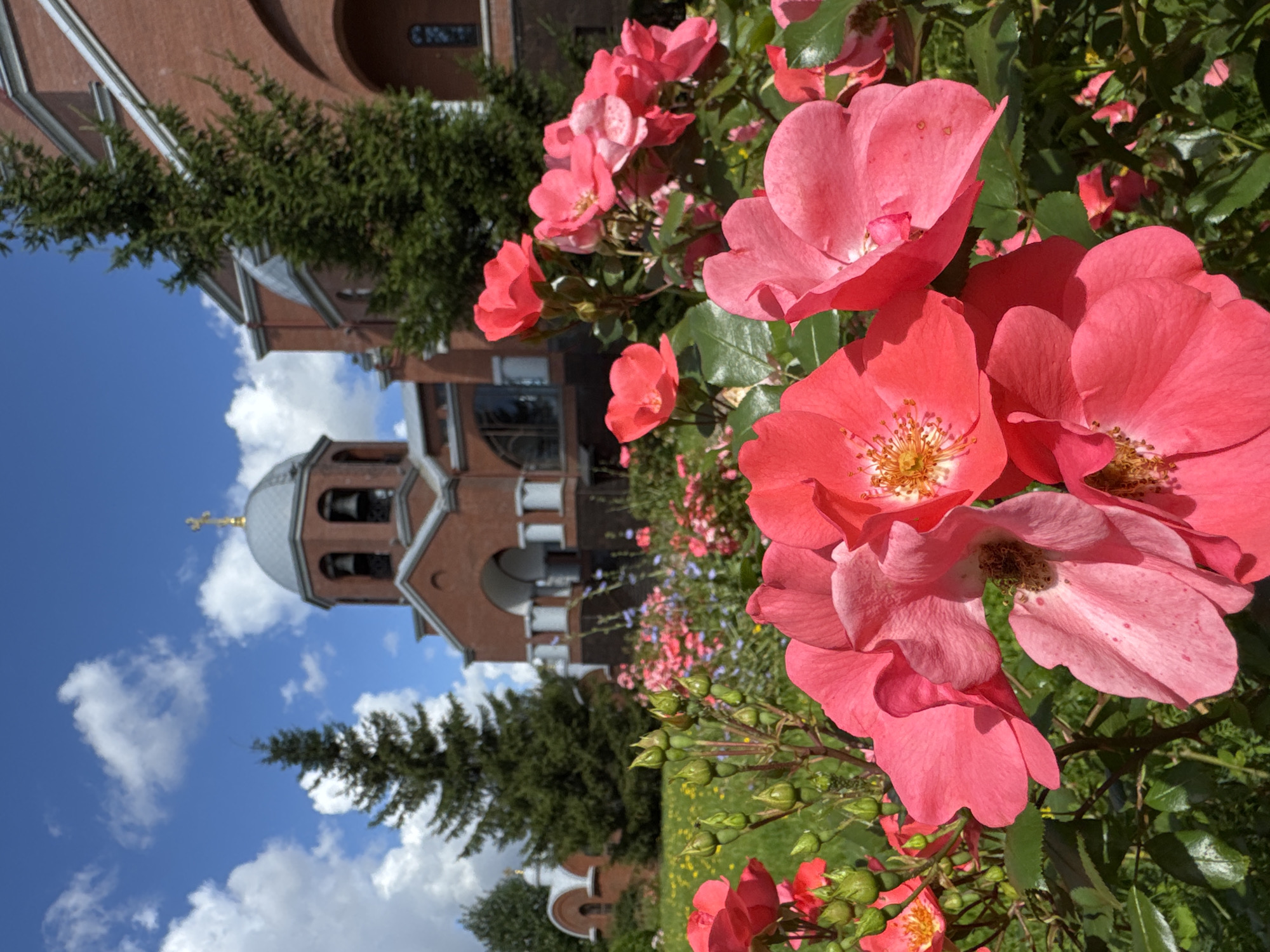 A close-up shot of bright pink roses in full bloom, with a shallow depth of field, blurs the background. In the mid-ground, various pink and yellow wildflowers are visible, along with green foliage and rose bushes. Behind the flowers, a red brick church with a grey dome and a golden cross stands under a bright blue sky filled with white, fluffy clouds. Two tall, dark green fir trees are positioned on either side of the church. The overall scene depicts a serene and picturesque garden setting, likely on a sunny day. The architecture and the presence of a church suggest a religious site, possibly a monastery or cathedral in Saint Petersburg, Russia, given the style.