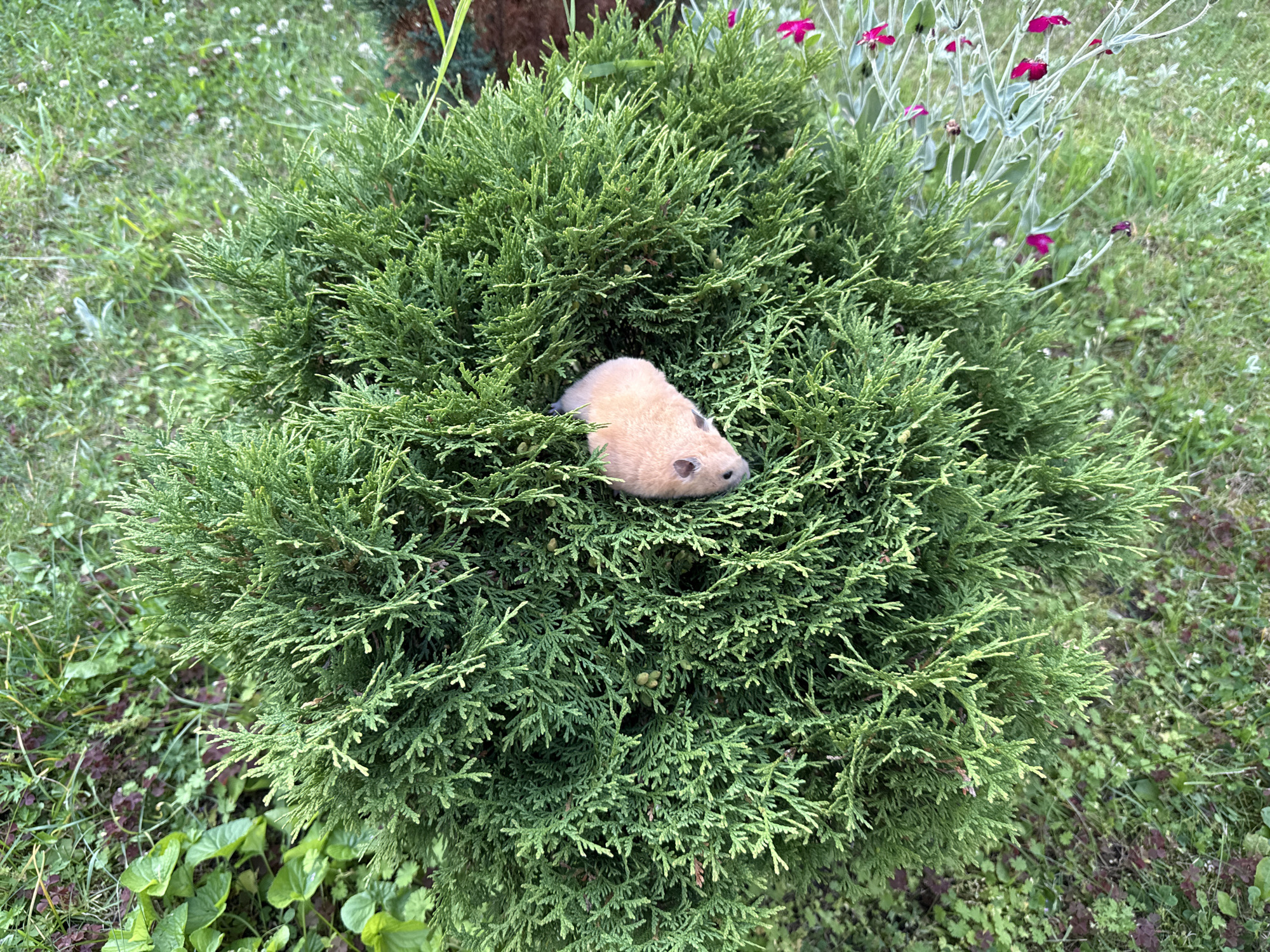 A light brown hamster is nestled within the branches of a dense evergreen shrub. The hamster is visible from its head to the middle of its body, with its fur appearing light and fluffy. The shrub is a vibrant green, with tightly packed, needle-like foliage. The background consists of green grass and some scattered smaller plants, creating an outdoor setting. The image appears to be taken from a high angle, looking down onto the shrub. The location in Pastavy, Belarus, is not discernible from the visual information provided in the image.