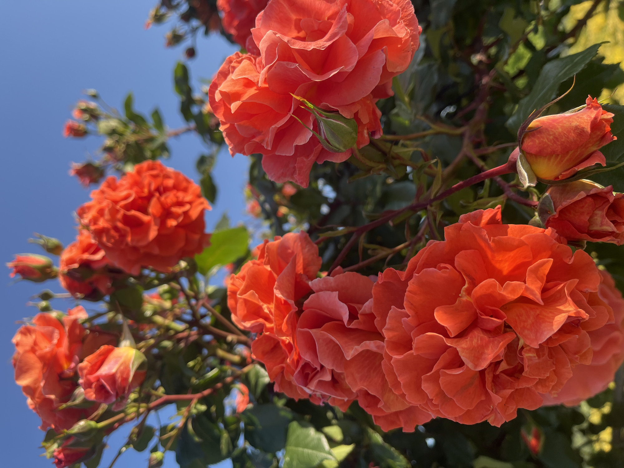 A low-angle shot captures a cluster of orange roses in full bloom against a clear blue sky. The roses appear healthy with numerous layered petals, some with buds nearby. Green foliage is visible amongst the roses. The location and city are not evident from this image.