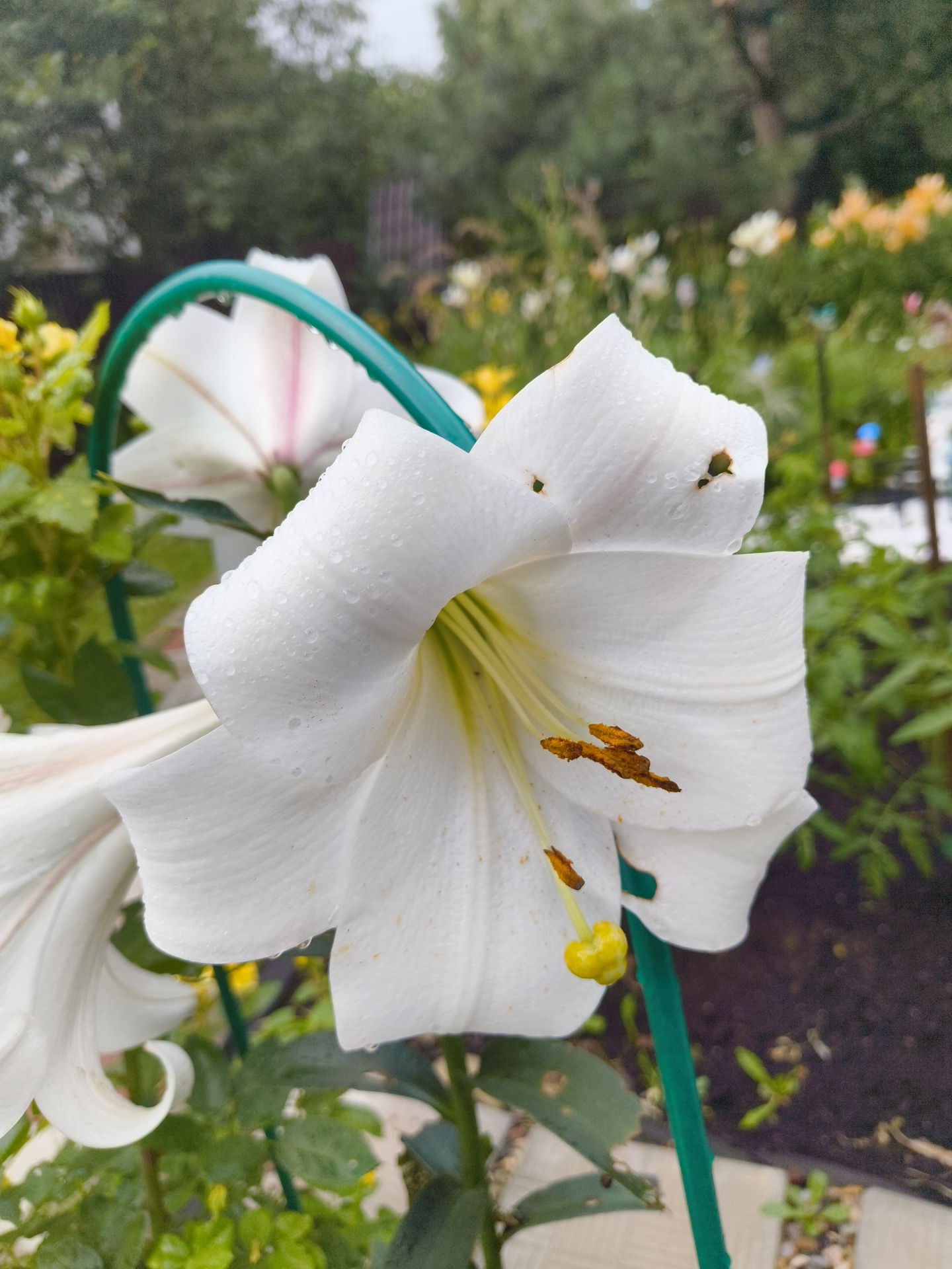 A close-up, vertical, eye-level, outdoor shot focuses on a large white lily flower. The flower is in the foreground, with its trumpet-shaped petals open. Water droplets are visible on the petals, suggesting recent rain or dew. The stamen and pistil are prominent, with golden-yellow anthers tipped with brown pollen. The lily is supported by a green stake. In the background, other flowers and foliage are blurred, indicating a garden setting. The overall atmosphere is natural and serene. This image was taken in Razvilka, Russia.