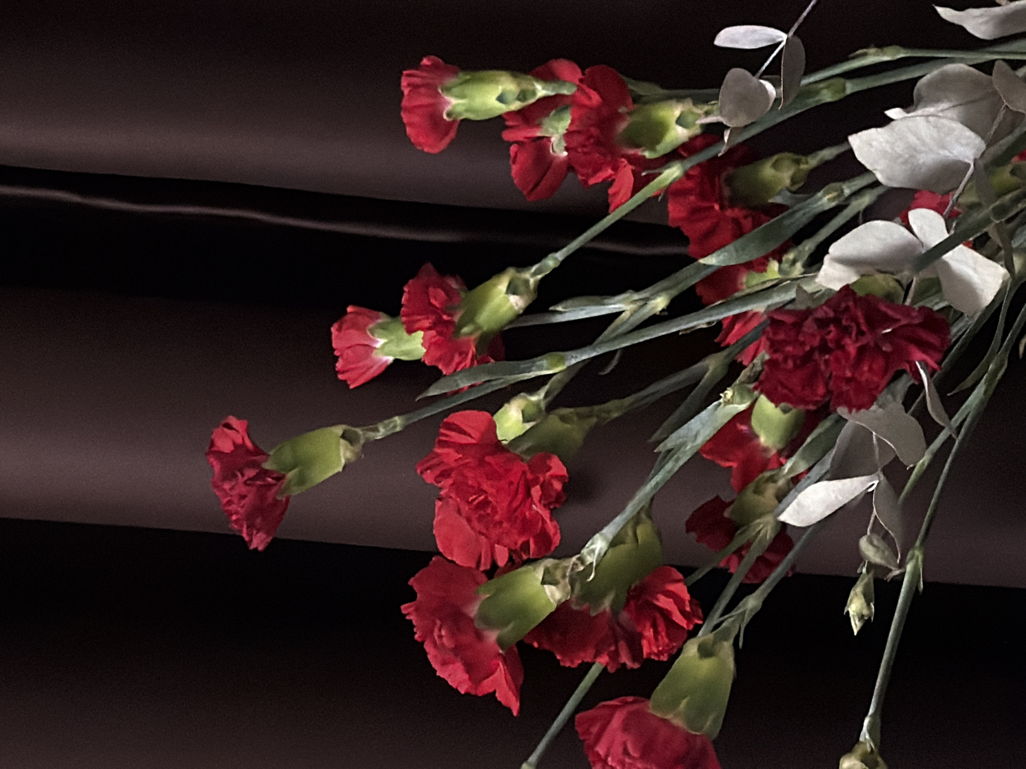 The image presents a close-up view of a floral arrangement featuring numerous red carnations and some grayish-white foliage against a dark background. The carnations vary in their stage of bloom; some are fully open with ruffled, vibrant red petals, while others appear as tightly closed buds or partially open flowers, each encased in a prominent green calyx. Their long, slender green stems are visible, crisscrossing and supporting the blooms. Interspersed throughout the bouquet are clusters of distinct, rounded, grayish-white leaves, likely eucalyptus, providing a cool contrast to the warm red of the flowers.
The arrangement is angled diagonally across the frame, drawing the eye from the upper right towards the lower left. The background is a very dark, uniform color, possibly a deep brown or black fabric or wall, with a subtle horizontal line or fold visible around the mid-left portion of the image. The lighting is low, emphasizing the colors and textures of the flowers, creating a somewhat dramatic and intimate atmosphere. No people are visible, and no specific activity or event is taking place; the image captures a static floral display. There is no discernible text present in the image. The scene is located in Saint Petersburg, Russia.