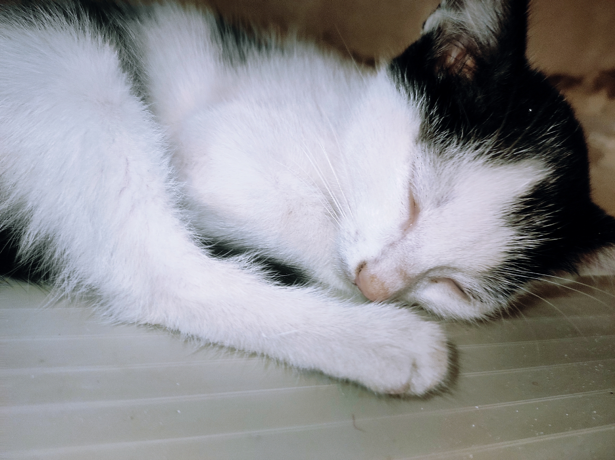 A close-up photograph shows a black and white kitten sleeping on a hard surface. The kitten is lying on its side with its paw curled near its face. The background is a solid, light-colored surface with horizontal lines. There are no other objects or people visible. The city of Jos, Nigeria is not visibly implied in the image.