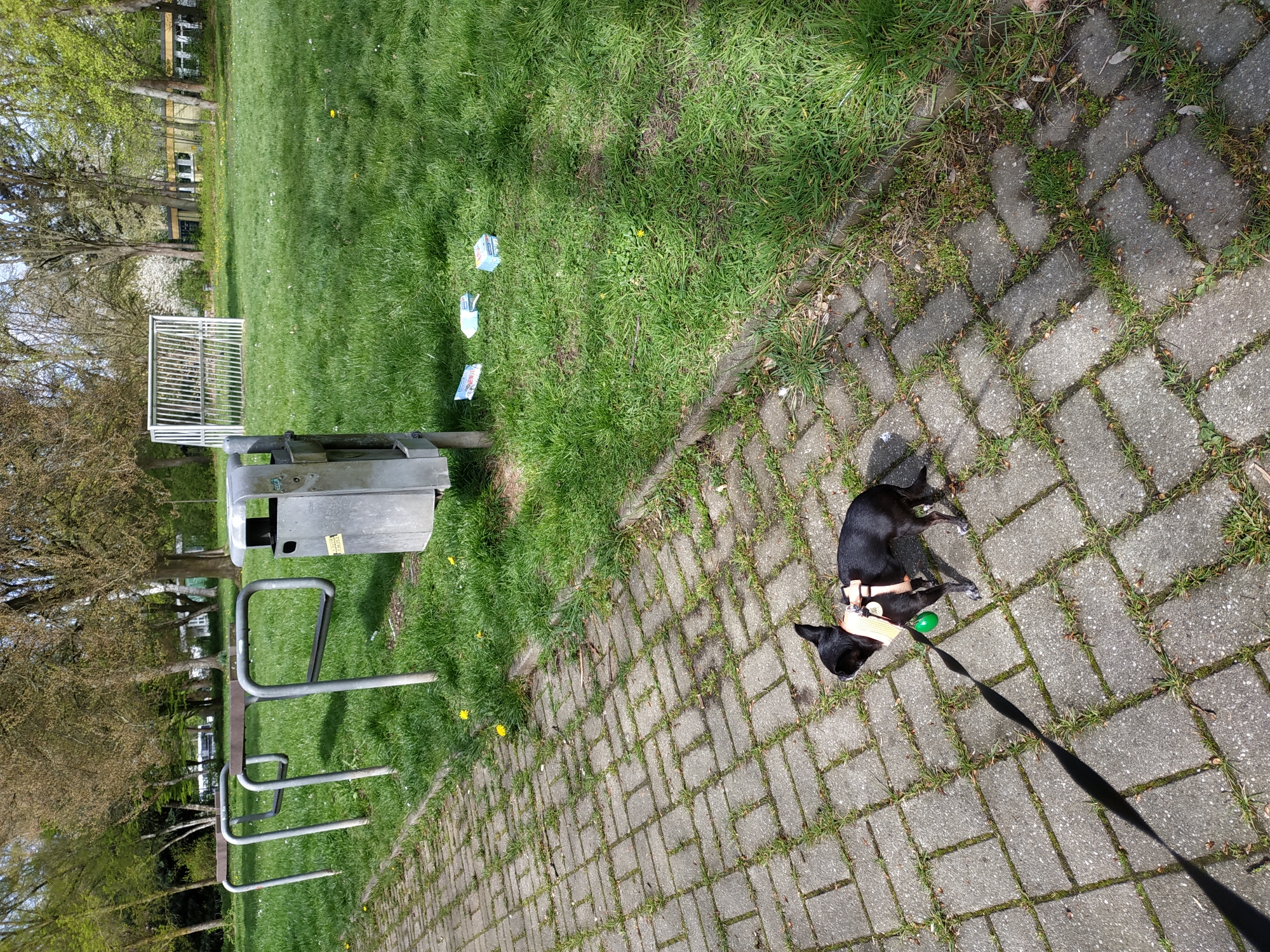 The image shows a park setting with a black dog lying on a paved path. The dog is wearing a harness and a green ball is near it. The path is made of gray rectangular stones with grass growing in between. Next to the path is a grassy area with some litter. A metal trash can and a bicycle rack are positioned on the grass. In the background, trees and buildings are visible.
Based on the park setting and architecture, it is likely located in Dortmund, Germany. Further information about the location is unavailable from this image.