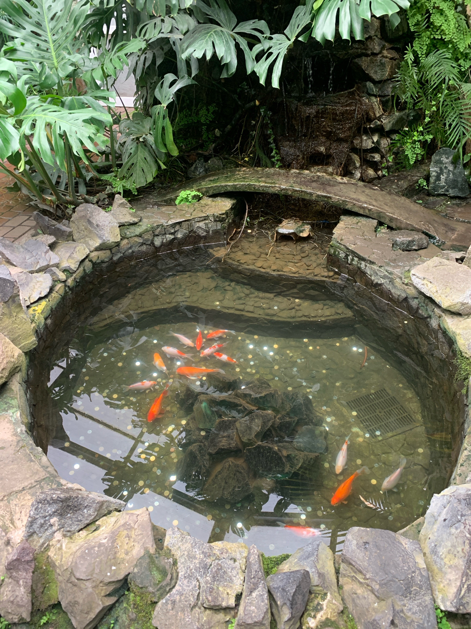 The image depicts a decorative garden pond with numerous coins at the bottom, suggesting it's a wishing well. Several goldfish, predominantly orange and white, swim in the clear water. The pond is surrounded by rough-hewn stones, and lush green plants, including large Monstera leaves, are visible around the edges, with a small stone bridge arching over a section of the pond. In the background, a miniature waterfall cascades down a rocky wall, adding to the tranquil ambiance. The overall scene is well-maintained and appears to be a feature within a botanical garden or a meticulously landscaped public space. The specific location in Lviv, Ukraine, is not discernible from the visual information provided in the image.