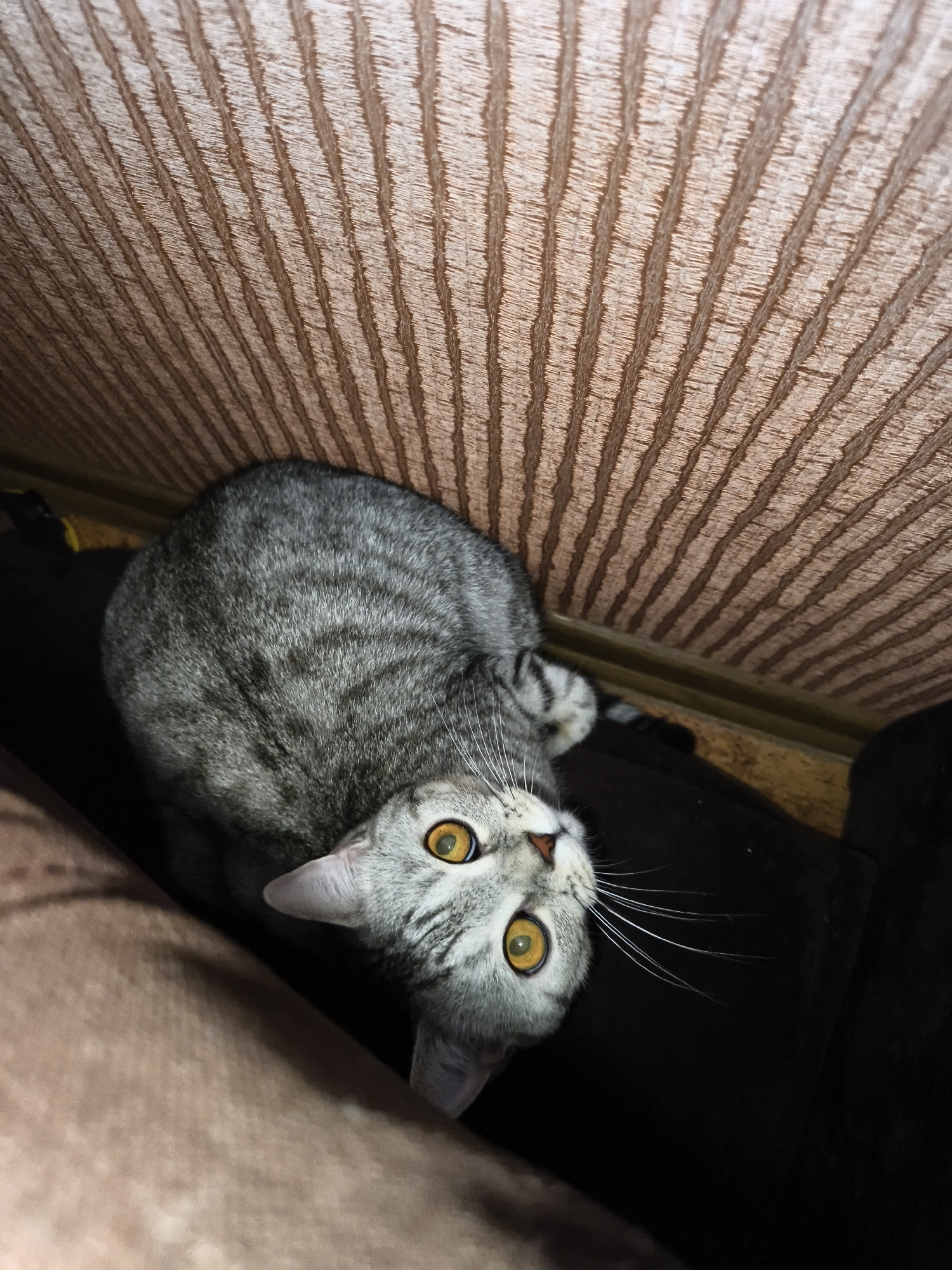 A high-angle, medium shot shows a tabby cat lying on its back, looking up at the camera. The cat is gray with black stripes and has bright yellow eyes. It is positioned on a dark surface, possibly a piece of furniture, with a light brown, textured fabric overhead. The fabric has a ribbed pattern and appears to be a curtain or shade. The cat's body is partially obscured by a brown object in the foreground, which is out of focus. The lighting is dim, casting shadows on the cat's face. The background is dark and indistinct.