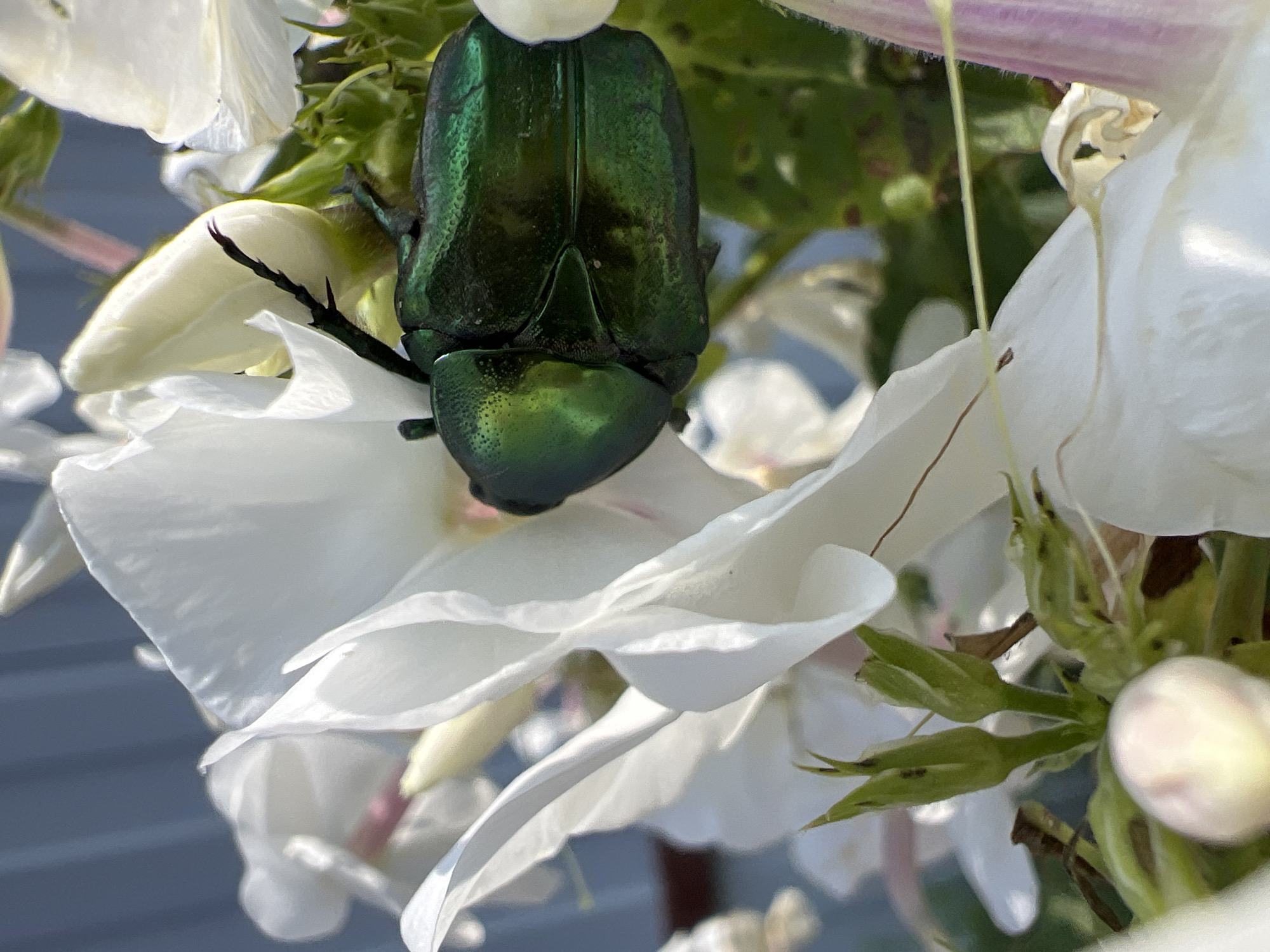 A close-up, eye-level shot captures a metallic green beetle resting on white flower petals. The beetle is positioned in the center right of the frame, with its body partially obscured by the petals. Its iridescent green exoskeleton shines brightly, reflecting the sunlight. The white petals are soft and delicate, some unfurling to reveal hints of pink and yellow. Green leaves and buds are visible in the background, along with a soft blue background that suggests an outdoor setting. The lighting is bright and natural, creating a high-contrast scene with sharp details and rich colors.