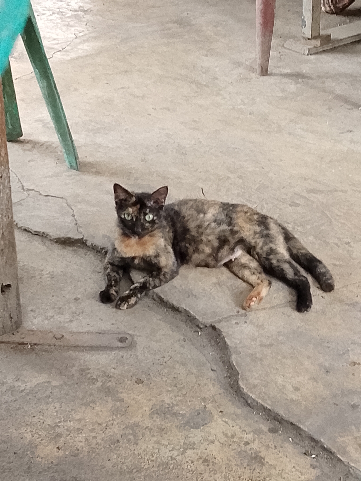 A tortoiseshell cat with green eyes is lying on a cracked concrete floor. The cat is facing left, with its head turned towards the camera. Its fur is a mix of black, brown, and orange patches. Its front paws are tucked under its chest, and its back legs are extended to the right. The background is a neutral gray concrete floor, with a thin crack running diagonally across it. The scene appears to be outdoors, possibly in a courtyard or a public space. There are no other animals or people visible in the image.