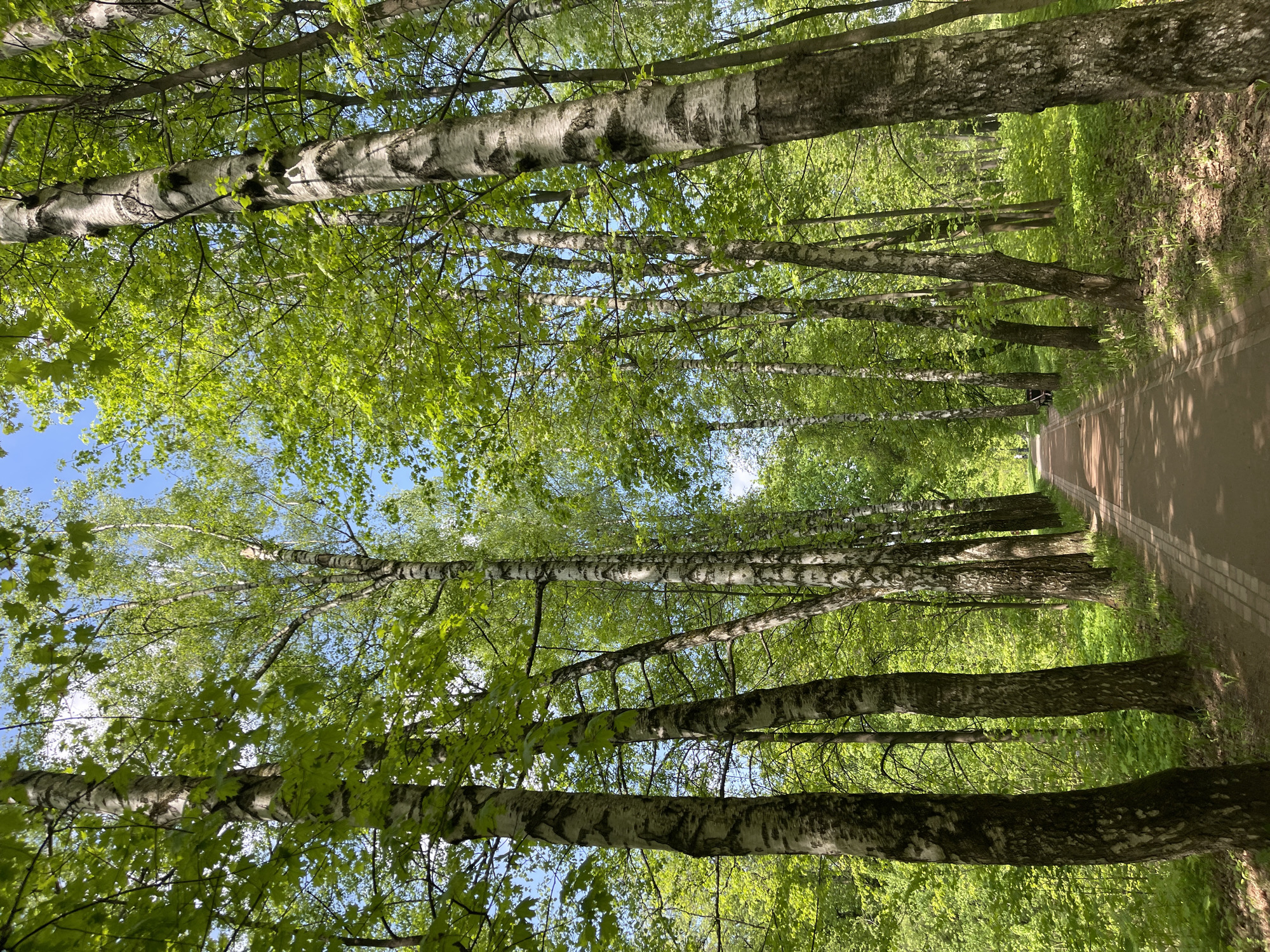 The image depicts a pathway in a park lined with trees. The trees have light-colored bark, suggesting they may be birch trees. Their leaves are green and leafy. The sky is visible in the upper portion of the image, appearing blue and clear. A pathway runs along the right side of the image, suggesting it is a walking path. The environment seems to be a park in spring or early summer. Given the presence of birch trees, it is likely in the city of Moscow, Russia.