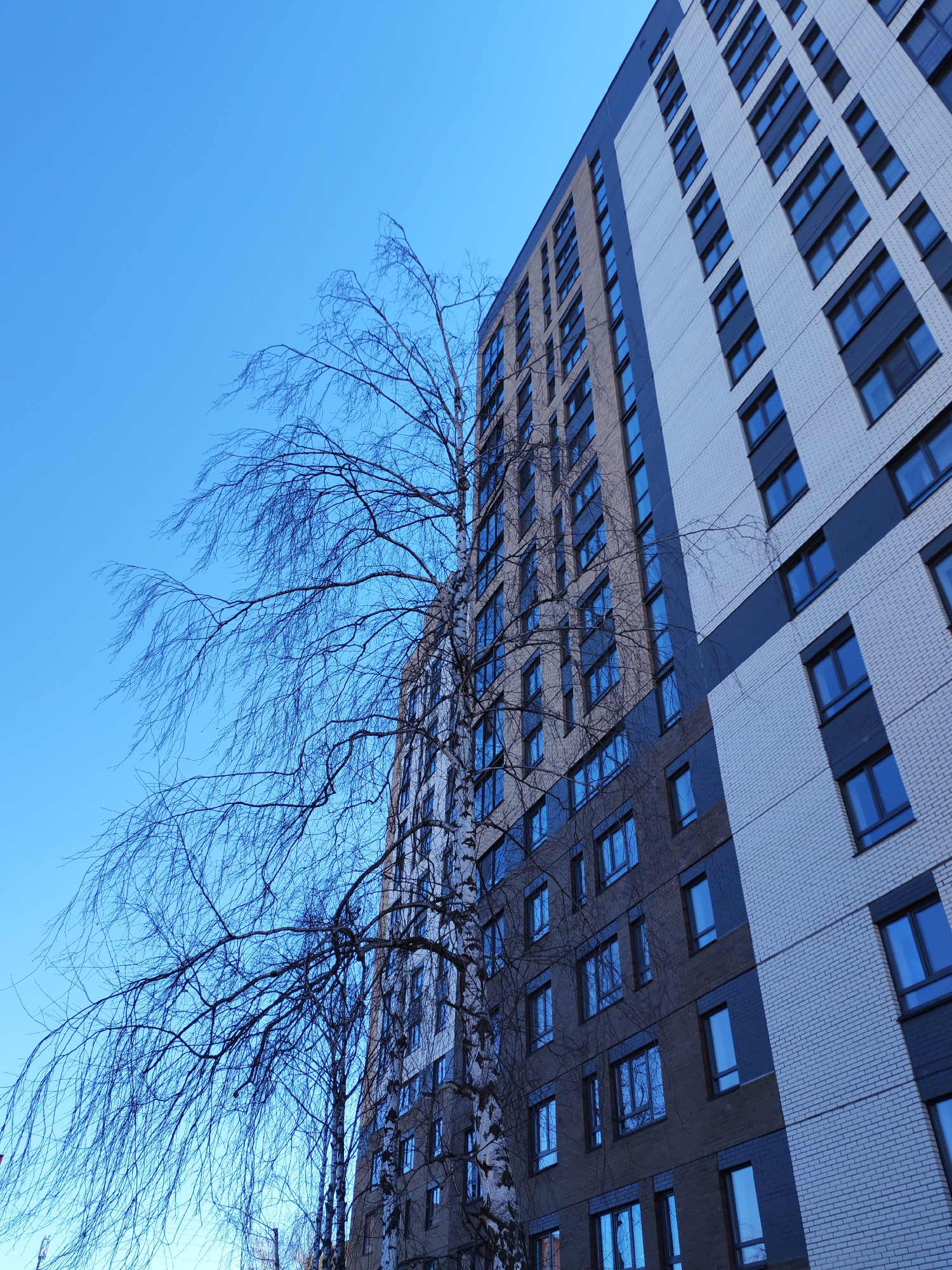 A low-angle, upward shot captures a high-rise building with a birch tree in the foreground against a bright blue sky. The building is clad in alternating sections of white and brown brick, with rows of windows on each floor. A bare birch tree, with its characteristic white bark and dark branches, is positioned to the left of the building. The sky is cloudless and a vibrant blue. The photo's perspective emphasizes the height of the building. This is a block of flats at the crossroads of 9th January Street and Kommunarov Street in the city of Izhevsk, Russia.