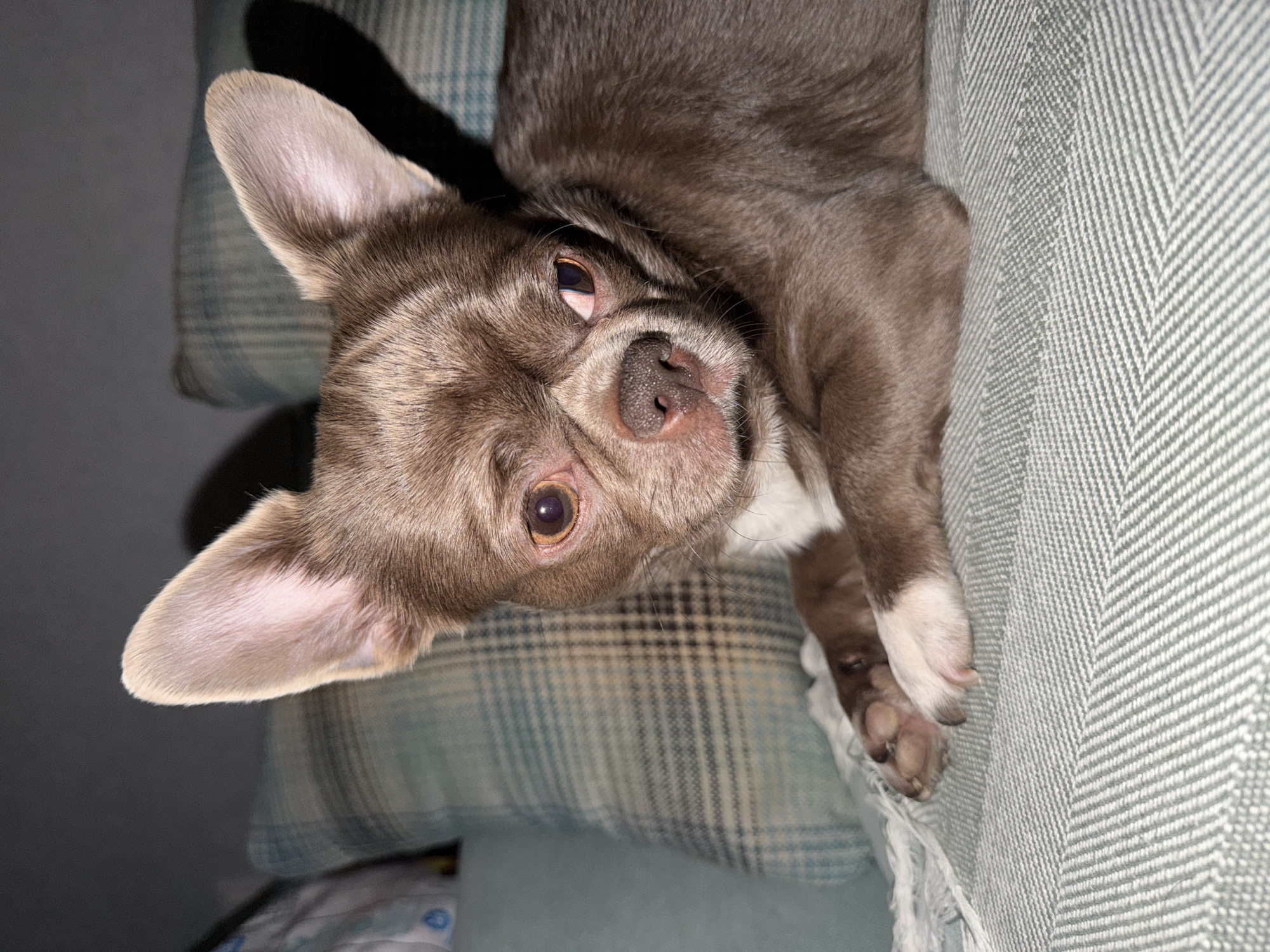 A brown Chihuahua dog lies on a grey and blue patterned pillow and a grey chevron patterned blanket. The dog is looking directly at the camera. It has brown fur, a pink nose, and white paws. It is lying on its side. The background is blurry. There is no evidence that the image was taken in Votkinsk, Russia.