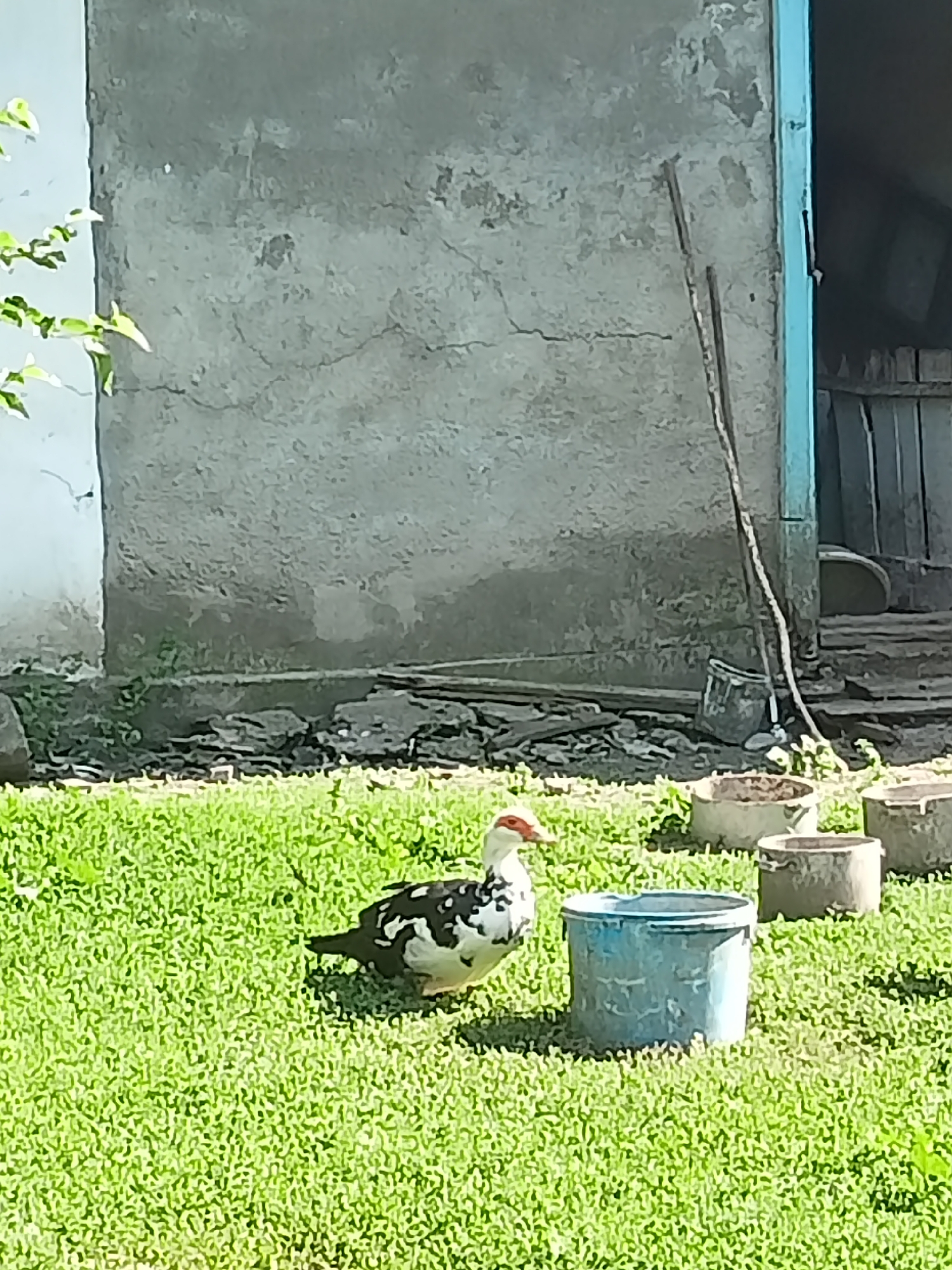 A black and white duck with a red face stands on bright green grass. In the background, there is a weathered concrete wall and a wooden doorway. Several concrete planters are scattered on the grass behind the duck. A blue plastic bucket sits in front of the duck. The scene appears to be outdoors during the daytime, with sunlight casting shadows. The overall impression is a rural or farmyard setting. There is no visible text in the image.