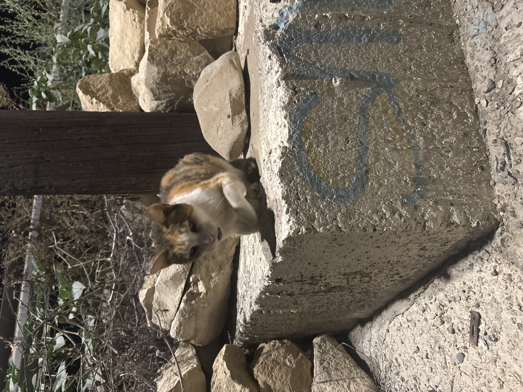 A calico cat is sitting on a large, rough-textured concrete block. The cat is predominantly white with patches of orange and brown. Its front paws are tucked beneath it, and it appears to be looking towards the left of the frame. The concrete block has faint blue and yellow spray-painted graffiti on its side. Behind the cat, a pile of tan-colored rocks forms a backdrop. Further behind the rocks, a wooden post stands vertically, and there are dry, thin branches and green foliage, suggesting an outdoor setting, likely in Agios Tychona Community, Cyprus, possibly near a construction site or a rustic area. The lighting suggests it is either dusk or nighttime, with artificial light illuminating the scene. The ground in front of the concrete block is covered in small pebbles and dirt.