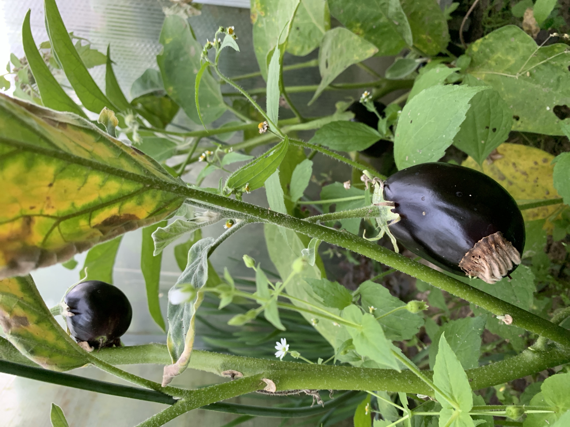The image shows a close-up of an eggplant plant growing in what appears to be a greenhouse. The plant has thick, green stems with small hairs. There are several eggplants visible on the plant, with the most prominent one being a large, dark purple fruit hanging in the foreground. This eggplant has a dry, brown calyx attached to it. The leaves of the plant are large and green, with some showing signs of yellowing and browning. Small white and yellow flowers are also visible among the leaves. The background is blurred, showing more of the plant and the translucent walls of the greenhouse. The overall scene suggests a domestic or small-scale agricultural setting in the Капцёўскі сельскі Савет, Belarus, focusing on the cultivation of eggplants.