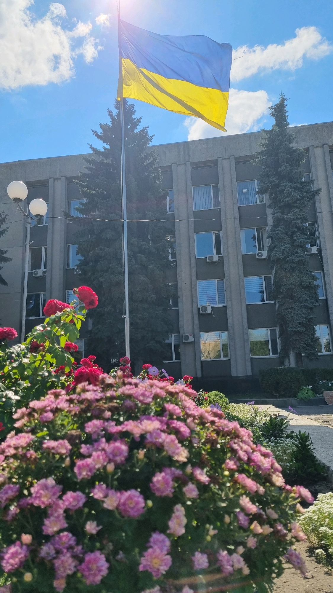 In the city of Smila, Ukraine, an outdoor scene unfolds under a bright, sunny sky with scattered clouds. In the foreground, a vibrant display of pink chrysanthemums and red roses dominates the lower portion of the frame, their petals catching the sunlight. Behind the flowers, a large, multi-story building with a grey facade and numerous windows stands as the central architectural element. The building appears to be an administrative or public structure, with visible air conditioning units mounted below some of the windows.
A tall flagpole stands prominently in front of the building, flying the blue and yellow flag of Ukraine. The flag is partially obscured by the foliage of two tall evergreen trees situated between the flowers and the building, and another evergreen tree is visible on the right side of the building. A street lamp with two spherical white lights is positioned on the left side of the image, partially visible behind the flowers. The overall environment suggests a public space, possibly a park or square adjacent to a municipal building, adorned with flowers and a patriotic display. The sun is high in the sky, casting bright light and creating some lens flare in the upper left quadrant of the image.