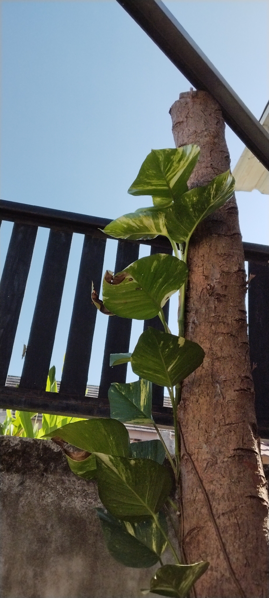 In Duman, Indonesia, this image captures a close-up view of a money plant vine climbing a rough-barked tree trunk. The vine's heart-shaped leaves, variegated with green and yellow, are prominently displayed against a clear blue sky. In the background, a dark, slatted fence runs horizontally, with hints of greenery and roofing material visible beneath it. The scene appears to be an outdoor setting, possibly a residential area or garden, bathed in natural daylight.