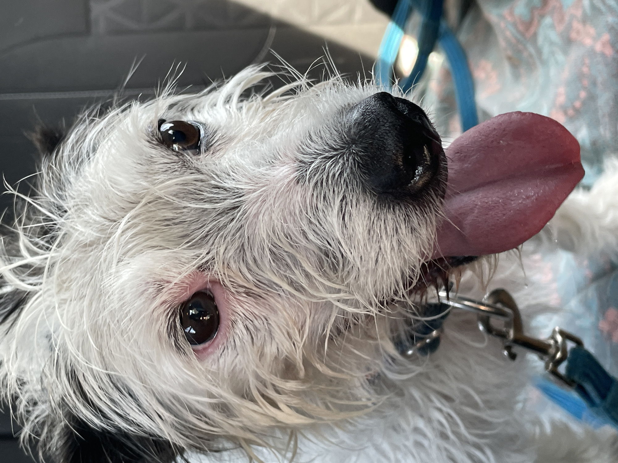 An extreme close-up shot focuses on the face of a white, scruffy terrier mix dog, with dark speckles of fur around its ears and eyes. The dog's tongue is lolling out of its mouth, appearing to be panting. The dog is wearing a dark blue collar with a silver leash clip attached. The background is blurred, with hints of blue and pink fabric patterns and a dark gray surface. The lighting suggests an indoor or shaded outdoor environment.