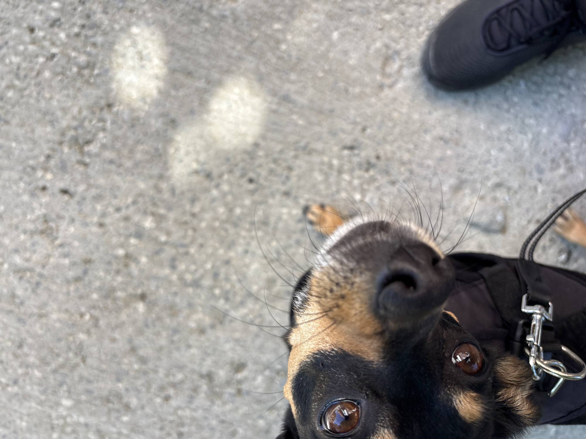 A close-up, high-angle shot captures the face of a small dog with dark fur and tan markings, looking upwards. The dog is wearing a black harness with a silver buckle. The background is a textured concrete surface with several bright, oval-shaped reflections, possibly from sunlight. To the right of the dog, a dark-colored athletic shoe is visible, suggesting the presence of a person. The scene appears to be outdoors, likely in an urban environment. The image was taken at an unspecified location in Varna, Bulgaria.