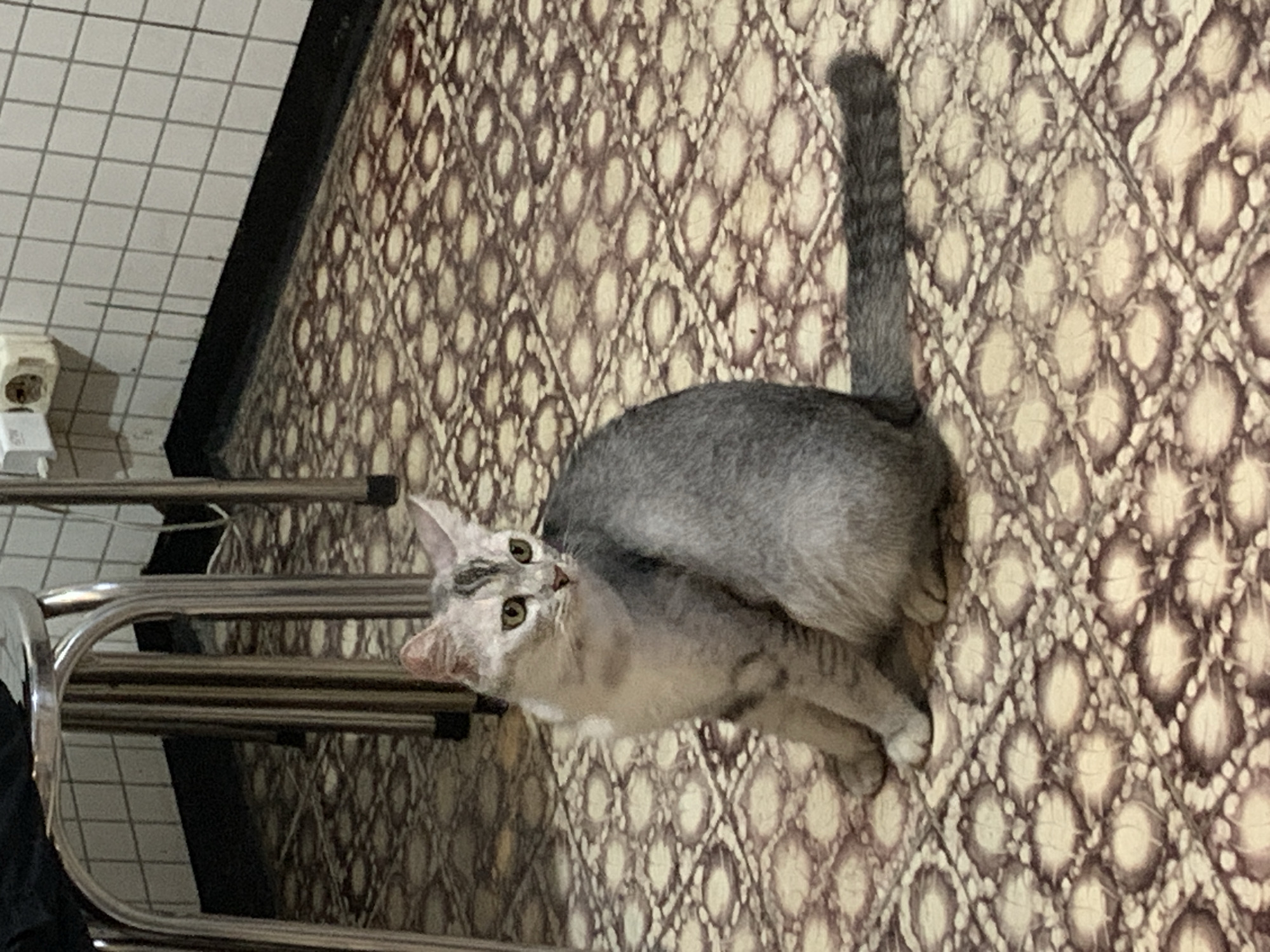 A gray tabby cat is lying on a patterned floor in a building. The cat's tail is erect. A metal utility rack is visible next to the cat. The setting may be in Tamanbaru, Indonesia.